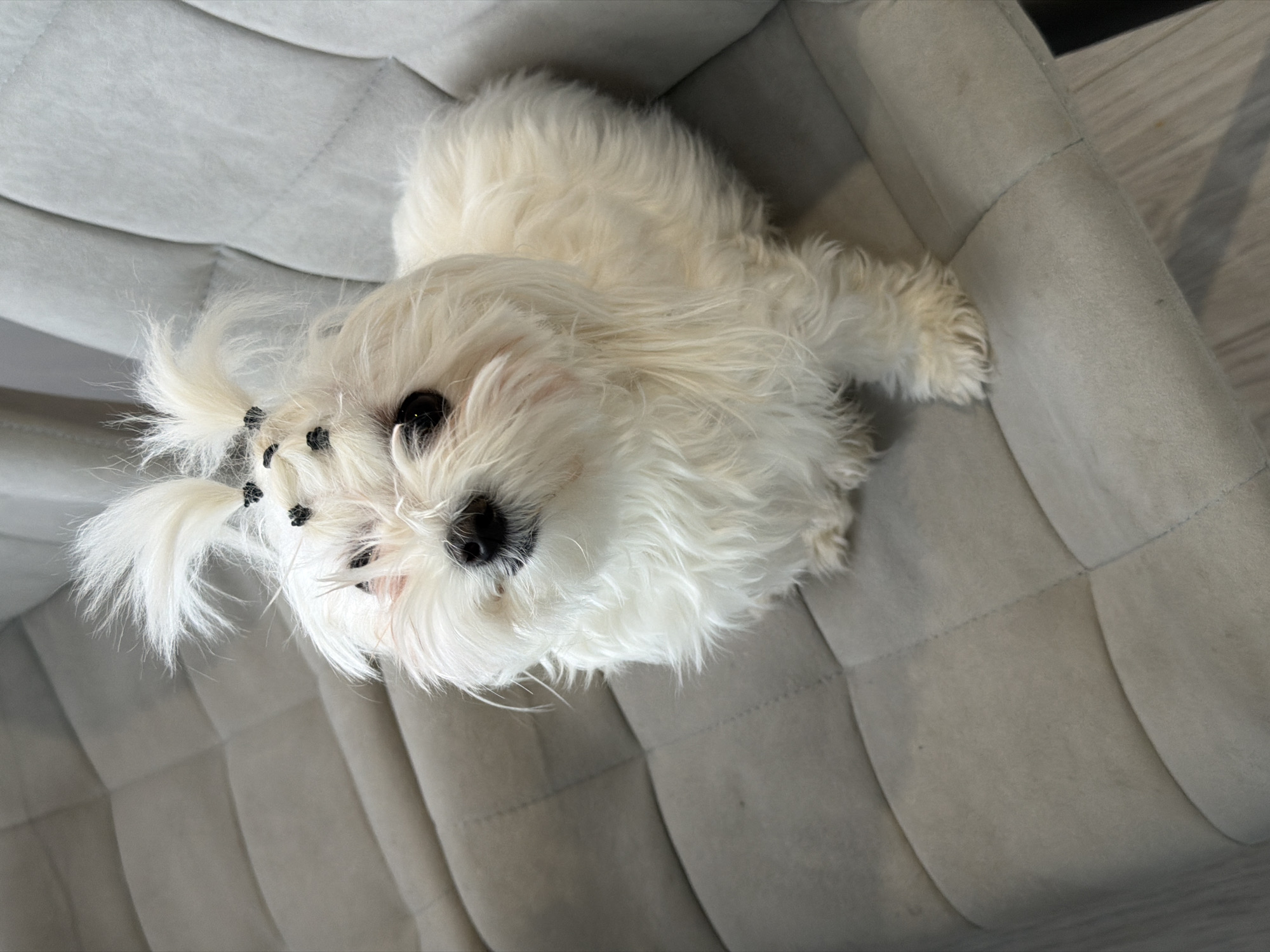 The image displays a small, white, fluffy dog, likely a Maltese or a similar breed, looking upwards towards the camera. The dog is situated on a light grey, quilted piece of furniture, possibly a couch or a large dog bed. Its fur is a bright, pristine white, and appears soft and voluminous. The dog's face features dark, round eyes and a black nose. Notably, there are several small black accessories, possibly hair ties or beads, used to adorn small tufts of fur around its head, creating a decorative effect similar to pigtails.
The dog occupies the central and lower portion of the frame, with its body angled slightly, suggesting it might be lying down or resting. The surrounding furniture is uniform in color and texture, featuring visible stitching that creates a tufted or quilted pattern with distinct raised sections. The fabric appears soft, possibly a suede-like material. Hints of a light-colored wooden floor are visible in the upper right corner, indicating an indoor setting. The lighting is soft and even, highlighting the dog's white fur. The dog's expression is attentive and curious, engaging directly with the viewer. There is no visible text in the image. The location context is Chaikovsky, Russia.