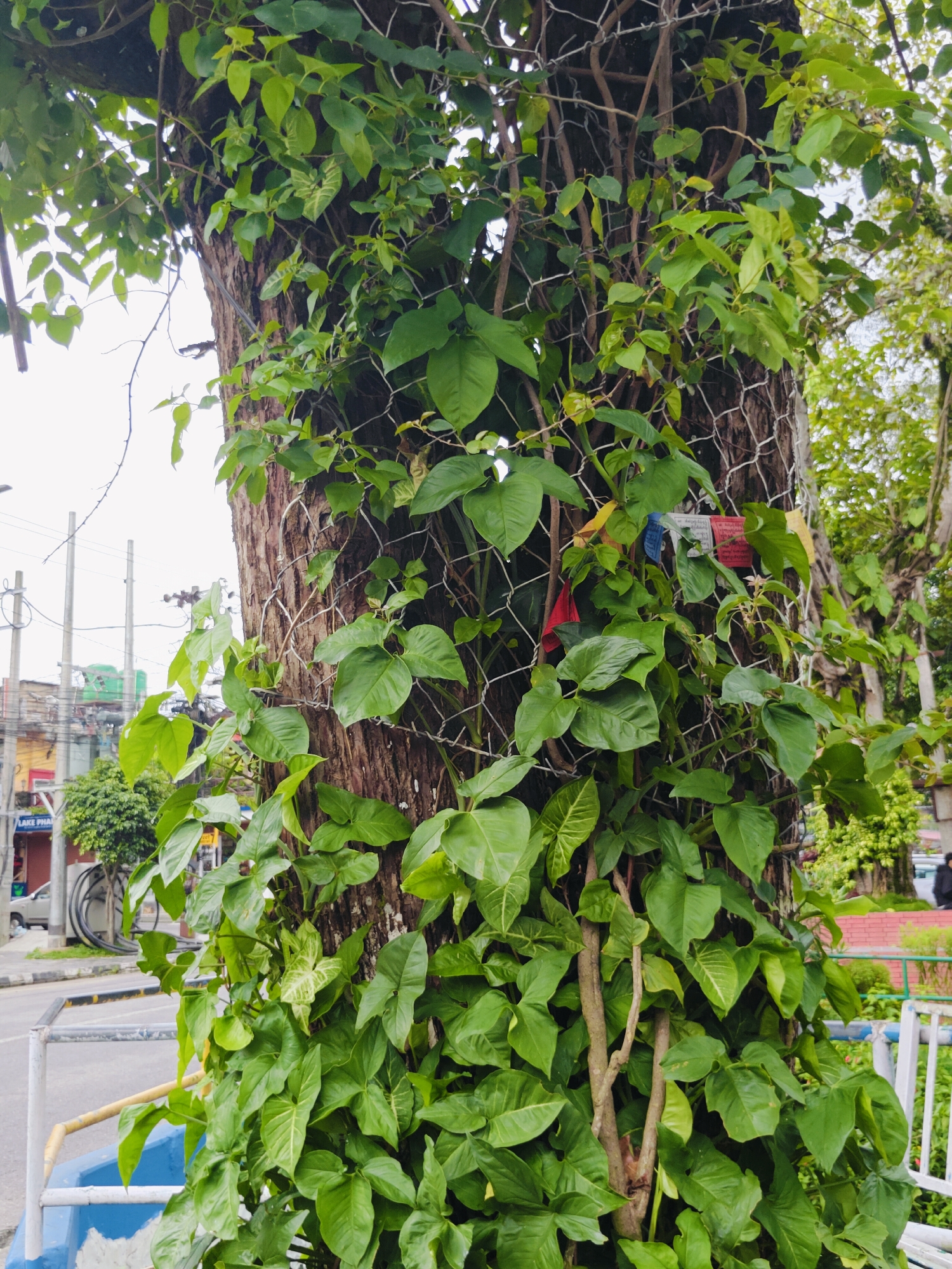 The image shows a large tree trunk covered in lush green vines. A wire mesh is wrapped around the trunk, and several colorful prayer flags are attached to it, suggesting a location in Nepal. The tree is situated outdoors, with a street and buildings visible in the background, indicating an urban or semi-urban setting. The presence of prayer flags strongly suggests the location is within Nepal, and more specifically, the mention of Pokhara in the prompt points to that city. The scene is focused on the natural element of the tree and vines, juxtaposed with the man-made elements of the wire mesh, prayer flags, and the urban environment. There are no discernible people actively engaged in the scene, though a blurred figure is visible in the far background on the right. The lighting suggests it is daytime, possibly overcast.