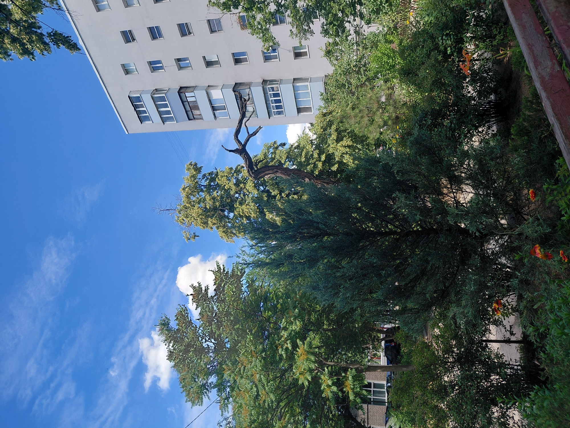The image shows a multi-story residential building in Dnipro, Ukraine, under a blue sky with scattered white clouds. The building, which appears to be a typical Soviet-era apartment block, is light gray with light blue accents around some of the windows. Trees and dense shrubbery are visible in front of the building, with a prominent, gnarled, dead tree branch extending out from a live tree towards the building. In the foreground, there are lush green bushes and some orange flowers. The scene suggests a residential area with a mix of built environment and natural vegetation.