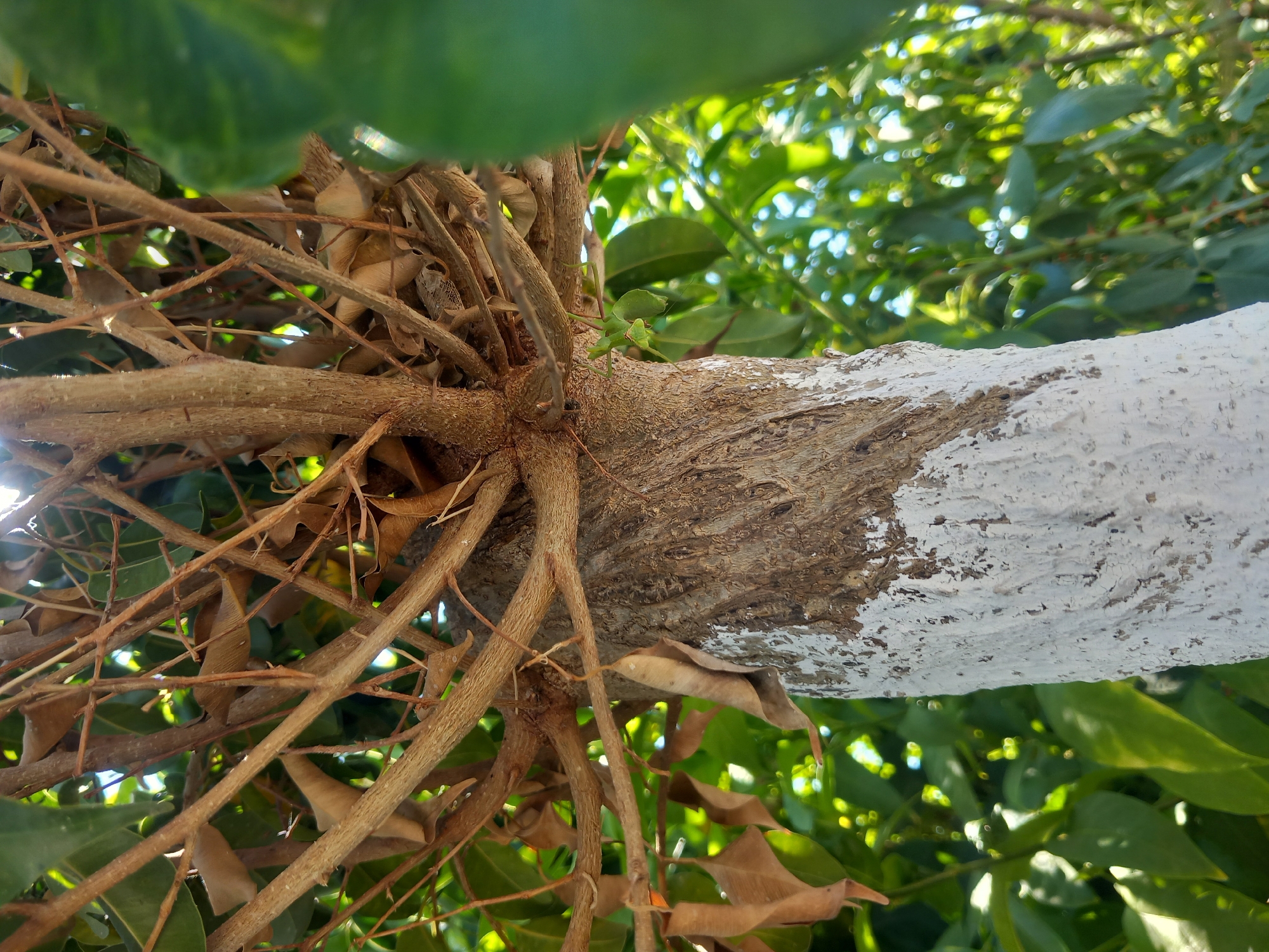 A close-up shot focuses on the trunk and branches of a tree, which appears to be in a state of partial decay or pruning. The lower portion of the trunk is coated in white paint, applied unevenly, with sections of the natural bark showing through. The branches above are a network of thin, dry twigs, some with dried leaves still attached. The background is a blur of green foliage and dappled sunlight, suggesting an outdoor setting, likely a garden or park. The image was taken in Άγιος Νεκτάριος, Greece.