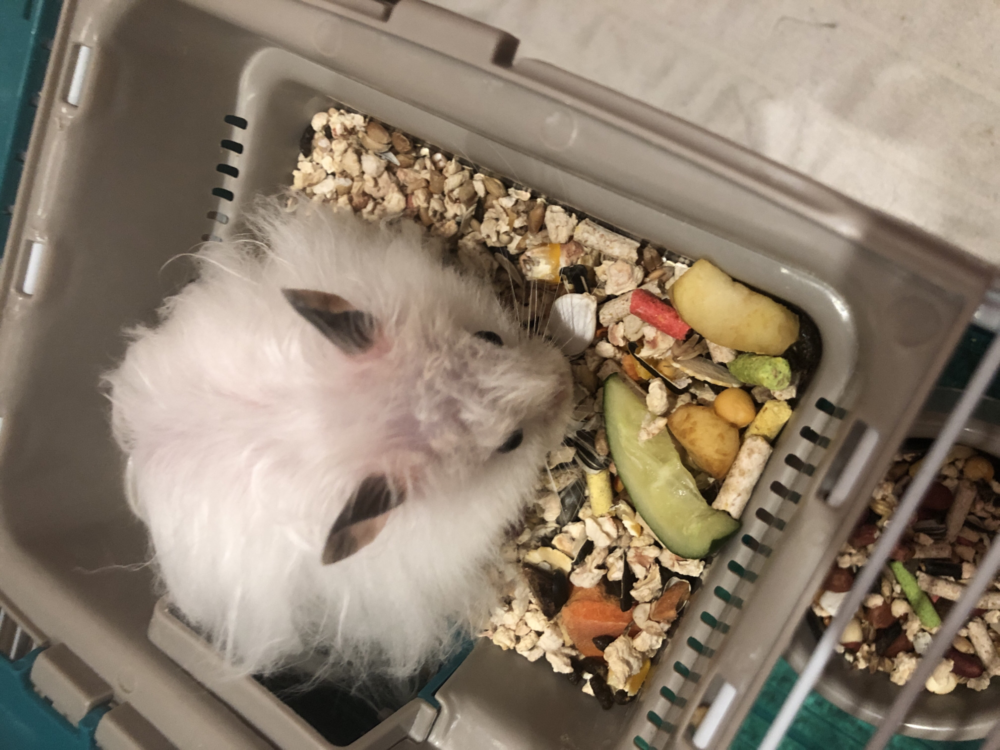 A fluffy white hamster is eating from a food bowl filled with various grains, seeds, and pieces of dried fruits and vegetables. The hamster is positioned in the center of the frame, its head down, focused on its meal. The food bowl is housed within a larger plastic cage. The cage is light gray with ventilation slits visible on the sides. The background consists of a light-colored, textured surface, possibly a floor or table. No specific location within Solikamsk, Russia, can be determined from the image.
