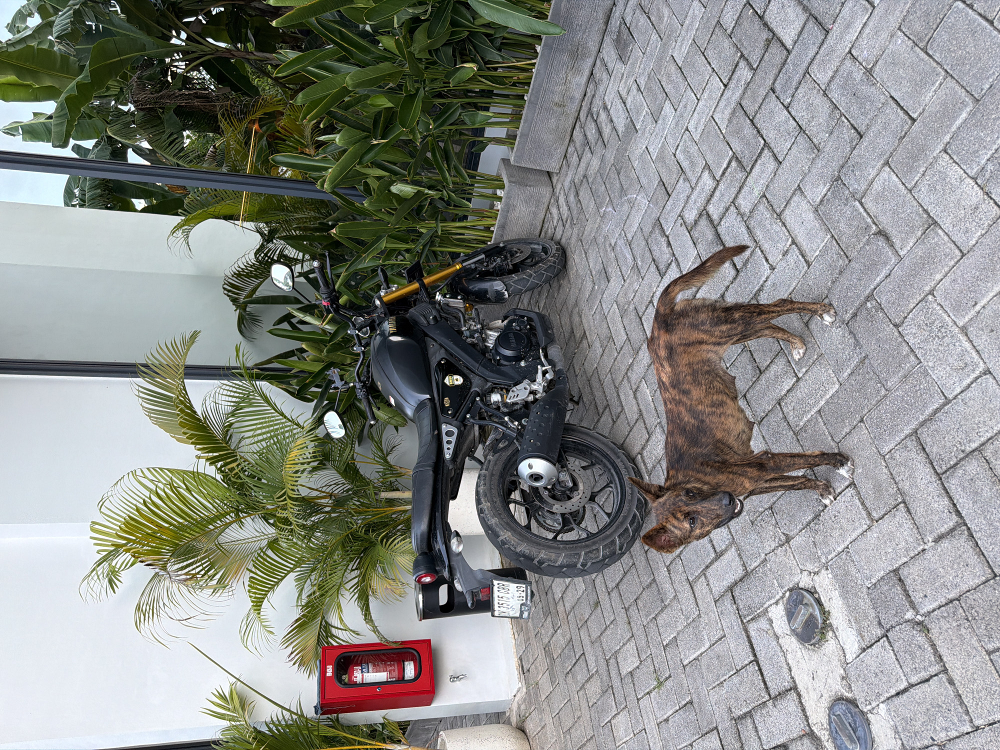 The image depicts an outdoor scene in Kuta Selatan, Indonesia. A black Yamaha motorcycle is parked next to a white building with a red fire extinguisher box mounted on the wall. Various tropical plants surround the building, including banana trees and palm trees. A brindle-colored dog is lying on the gray brick-paved ground next to the motorcycle. Two metal access covers are visible in the pavement near the dog. No people are visible in the image.