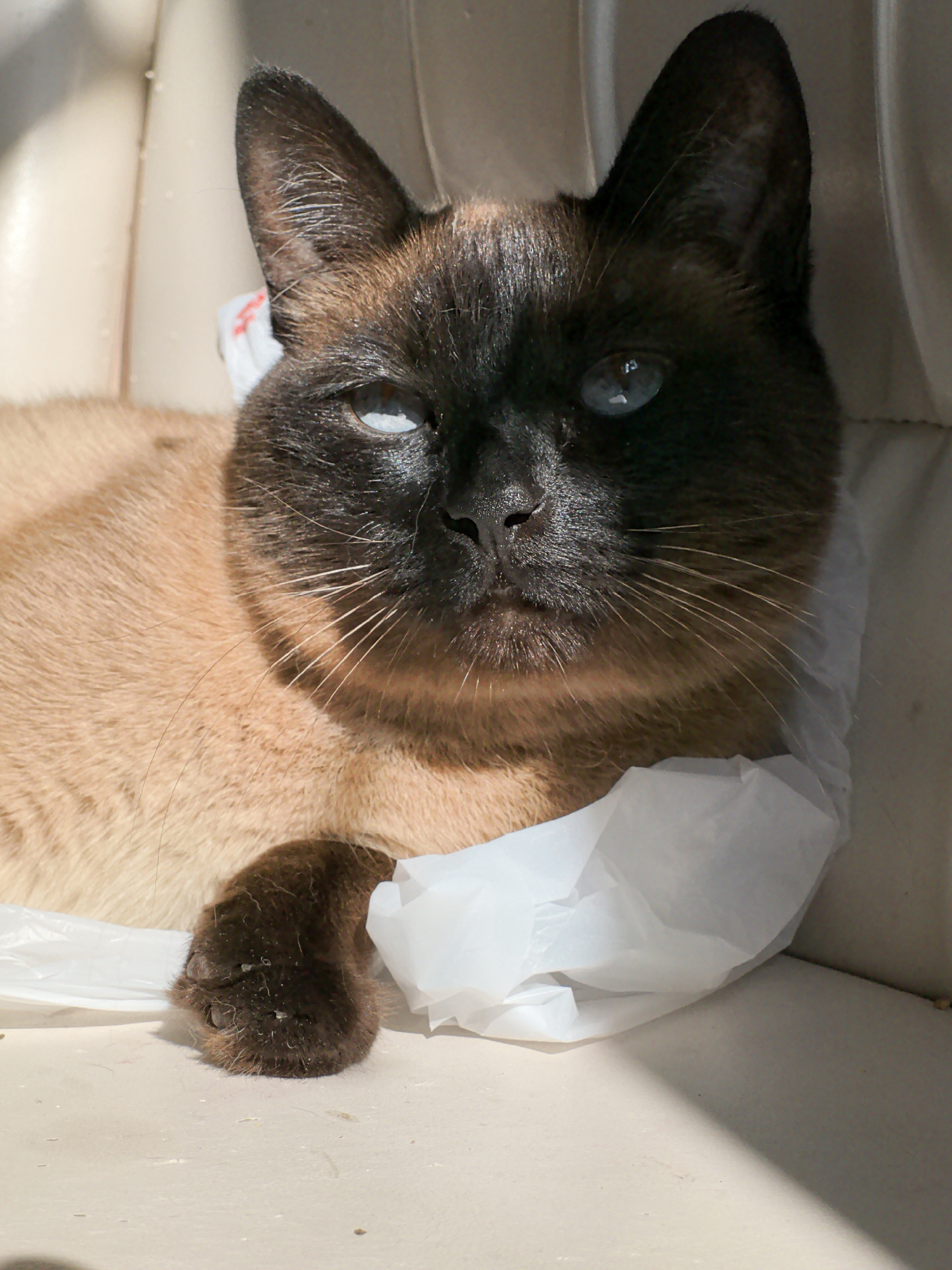 A Siamese cat with blue eyes and a brown face and paws is lying down on a light-colored surface, possibly a chair. The cat is partially covered by a white plastic bag. The scene appears to be indoors, with shadows indicating natural light. The location is stated to be in the city of Фролы, Russia, though this cannot be independently verified from the image itself.