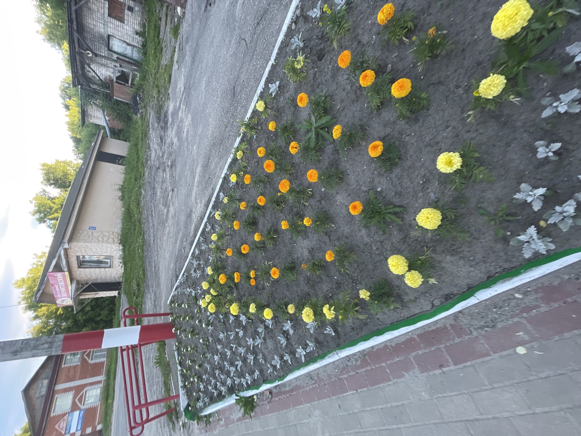The image depicts a flower bed with yellow and orange marigolds in front of a building with a sign that reads "Звениговский". The flower bed is bordered by a green and white stripe. To the left of the flower bed is a red bench and a red and white striped pole. Behind the flower bed, there is a paved area and several buildings, including a brick building and a weathered structure. Trees are visible in the background. The scene appears to be outdoors in a somewhat rural or suburban setting. The image is taken from a slightly elevated angle, looking down towards the flower bed. The lighting suggests it is either morning or late afternoon.
