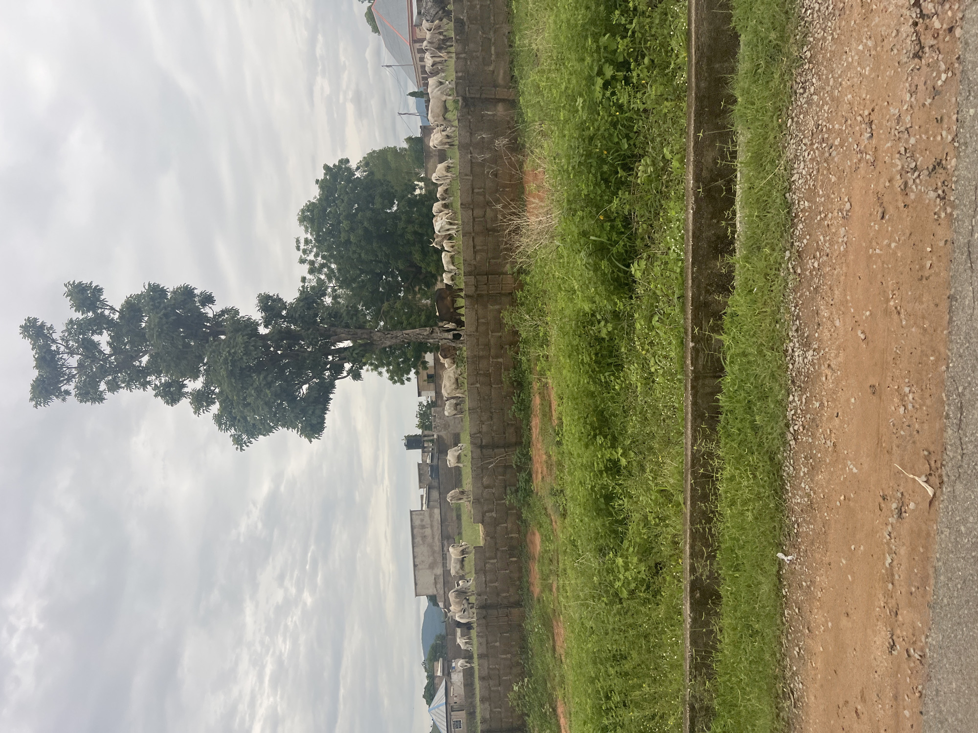 The image depicts a rural scene in Kona Garu, Nigeria, under an overcast sky suggesting it is either early morning or late afternoon. A herd of light-colored cattle, likely cows and calves, are gathered on a grassy area beside a brick wall. They appear to be grazing or resting. To the left of the cattle, a large tree with dense foliage stands prominently. Beyond the wall and cattle, there are some buildings with simple architecture, including what appear to be residential structures and possibly a water tank on one of them. The foreground features a dirt path next to a concrete drainage channel filled with green grass. The overall impression is one of a calm, everyday rural environment. No people are visible in the image.