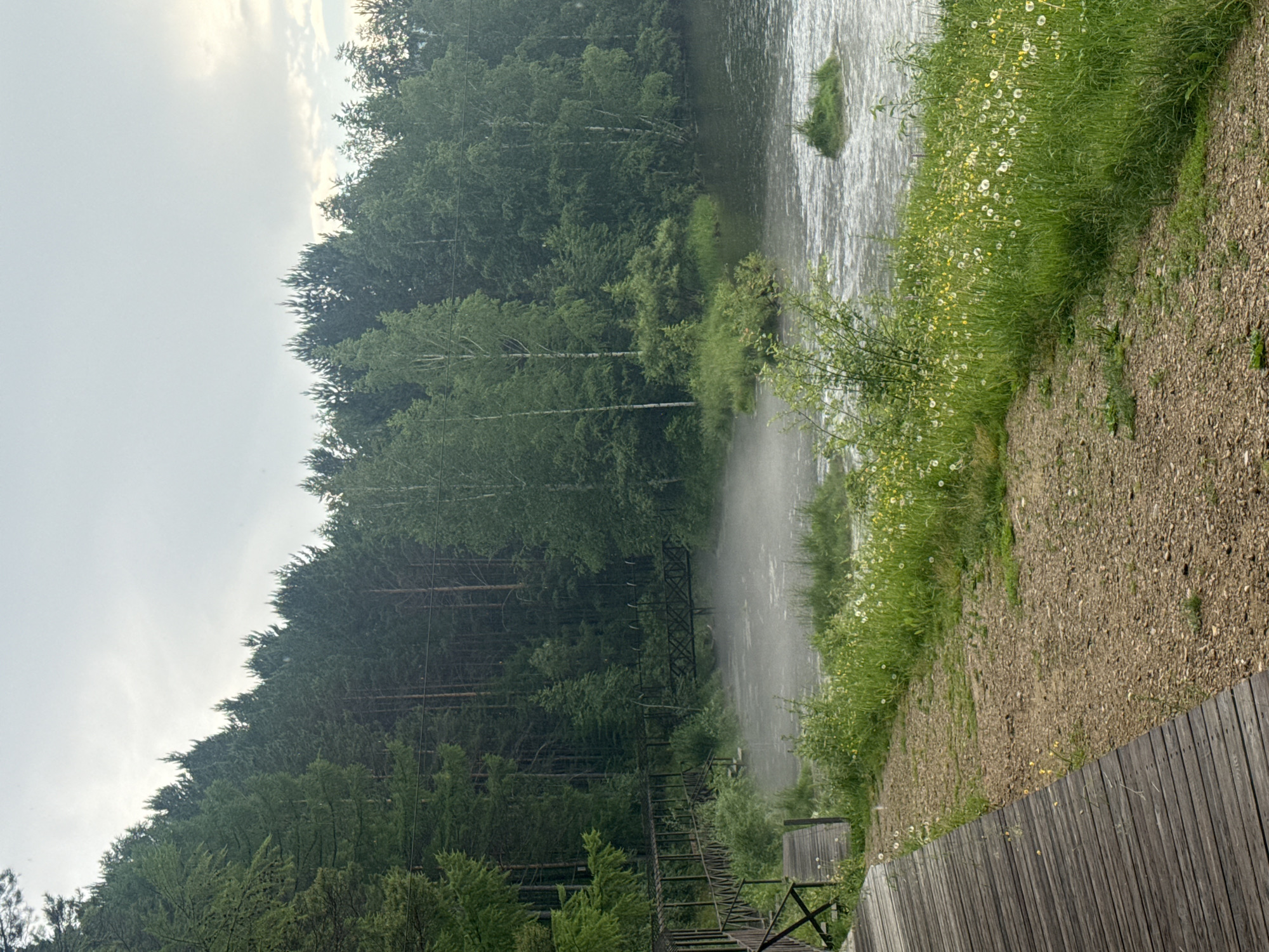 The image depicts a tranquil natural scene in Savvateevka, Russia, characterized by a dense forest bordering a body of water. A wooden boardwalk curves along the left side of the frame, leading to a small bridge that spans a misty section of the water. The water itself appears to be a river or a lake, with ripples suggesting a gentle current, and a small, grassy islet is visible in the middle of the water. The surrounding vegetation is lush and green, with trees forming a thick canopy and a variety of smaller plants and flowers growing along the water's edge and near the boardwalk. The sky is overcast, contributing to a soft, diffused light. There are no people or animals visible in the image. The overall impression is one of a peaceful, secluded natural environment.