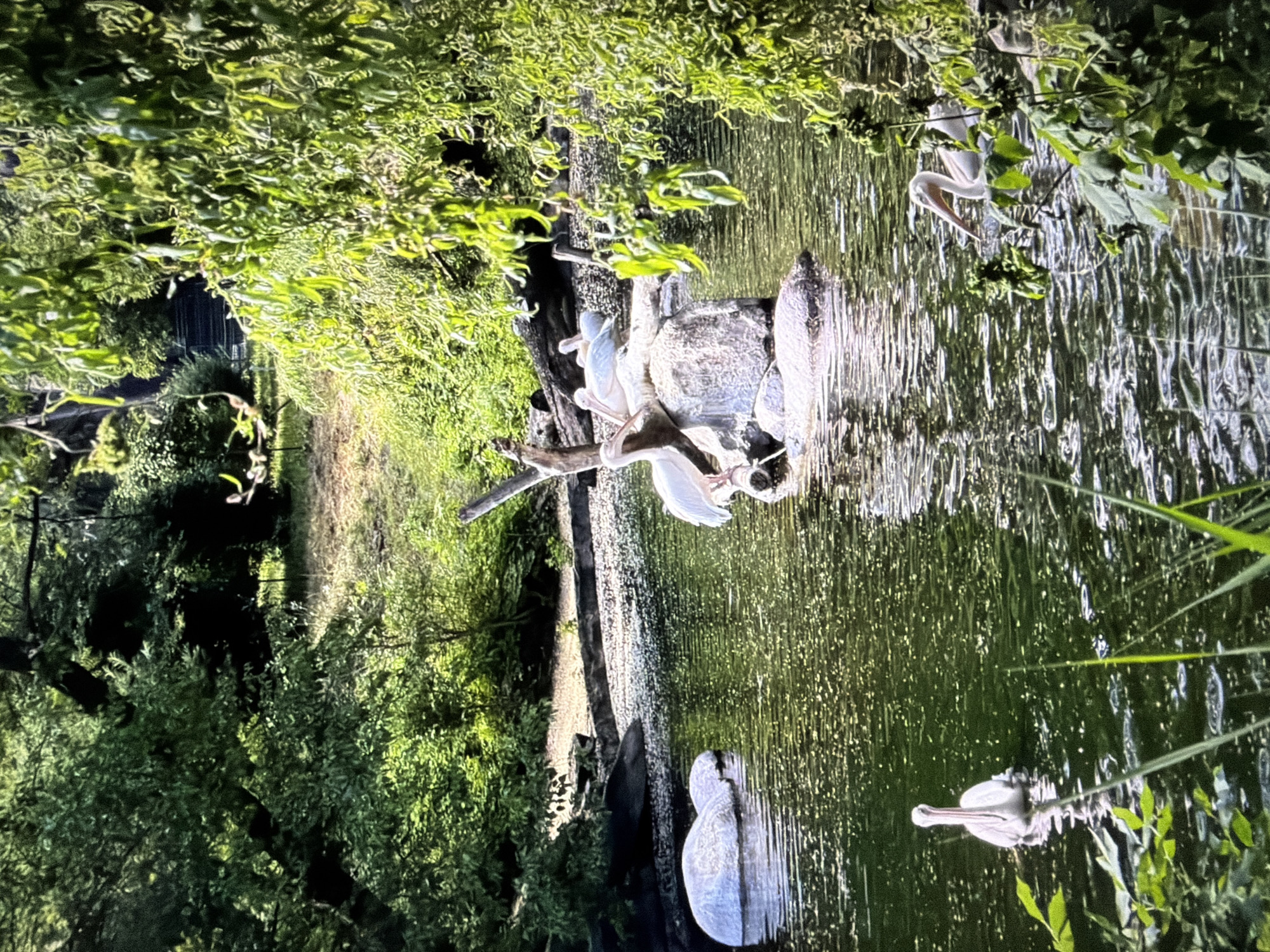 This is a photograph of a pond or body of water surrounded by lush green trees and foliage. Several white pelicans are present in and around the water. One pelican is swimming alone in the foreground to the left, facing forward. To the right of the frame, another pelican is swimming, its head turned to the left. In the middle ground, several pelicans are gathered on a cluster of rocks and a fallen tree trunk. Some are standing, while others appear to be resting. The water has a green hue and is rippled, reflecting the surrounding greenery and sunlight. The background consists of dense trees and a slightly sloped area of earth and pebbles along the edge of the water. The overall impression is a naturalistic wildlife scene. The image does not contain any recognizable landmarks or elements that would indicate its specific location within the city of Kyiv, Ukraine.