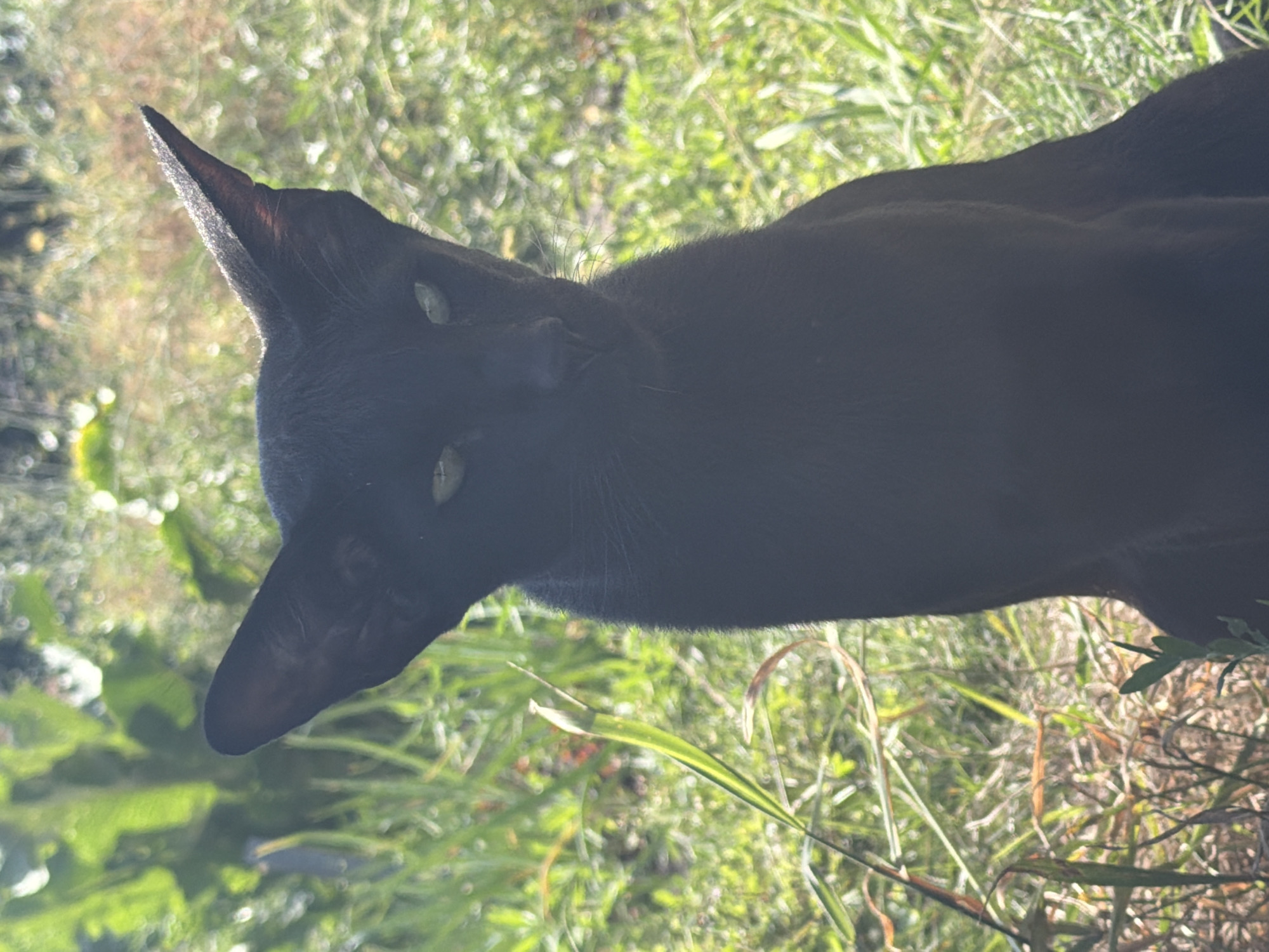 This is a close-up, outdoor, eye-level, medium shot of a black cat with large ears and green eyes sitting in tall grass. The background is out of focus and consists of green foliage and dappled sunlight. The cat is facing forward and appears to be looking directly at the camera.