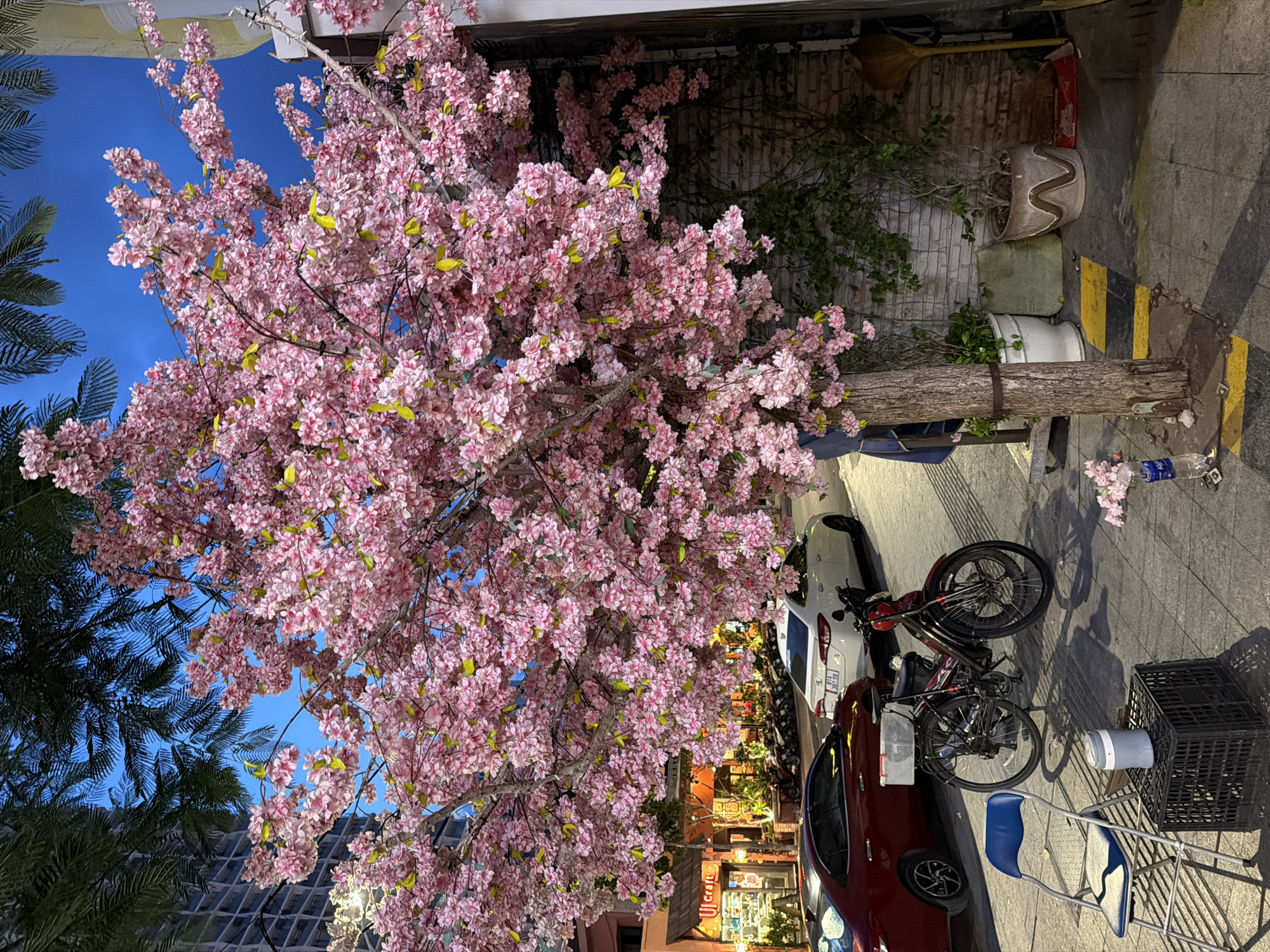 This image depicts a street scene at dusk in Nha Trang Ward, Vietnam. A large, artificial cherry blossom tree with vibrant pink flowers dominates the foreground, its branches extending across the frame. The tree is situated on a paved sidewalk lined with potted plants and a brick wall.
In the background, a red car is parked next to a white car on the street. A red and black bicycle with a white plastic container on its rear rack is parked on the sidewalk. To the left of the bicycle, a blue and white folding chair sits on a black plastic crate. A light-colored water cooler is also placed on the crate.
Further in the background, a building with lit windows and awnings suggests commercial establishments. The sky is a deep blue, indicating the transition from day to night. The overall scene captures a quiet moment on a city street with decorative elements.