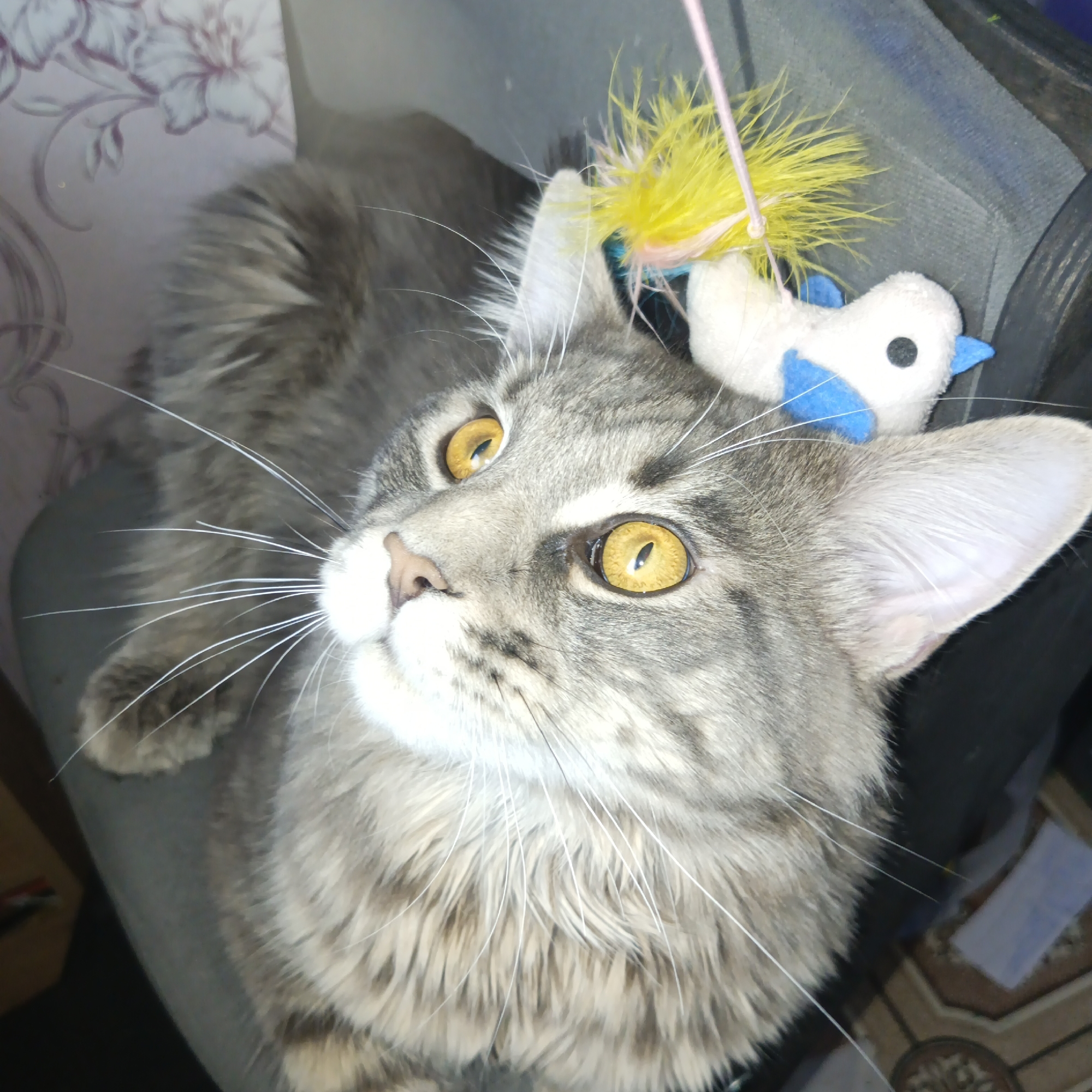 A grey tabby cat, characterized by its prominent white whiskers and striking amber-yellow eyes, is depicted looking intently upwards and slightly to the right. The cat rests on a plain grey upholstered surface, likely a chair or sofa. A cat toy is positioned above the cat's head, consisting of a small white plush bird with blue accents and a black eye, suspended by a thin pink string from a cluster of bright yellow and delicate pink feathers. In the upper left background, a wall with light-colored floral wallpaper is visible. The lower right background reveals a tiled floor with a brown and off-white geometric pattern. The scene takes place in an indoor domestic setting within the city of Chaikovsky, Russia.