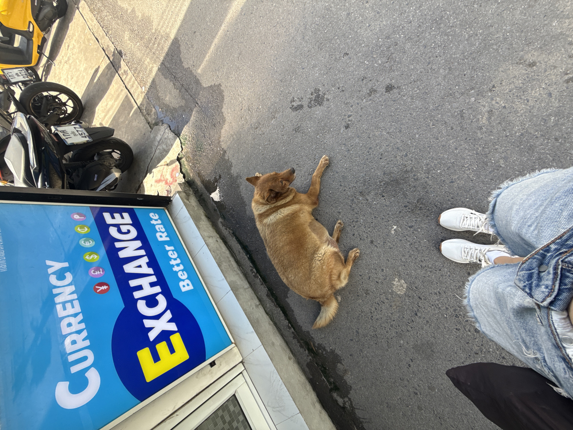 A medium-sized, tan-colored dog lies on its side on an asphalt surface outside a currency exchange business in Karon, Thailand. The dog is facing left with its head down, appearing to be resting. In the foreground, a person's legs are visible, wearing light-wash denim shorts and white sneakers with white socks. To the left of the dog and in the background, a blue and white sign for "CURRENCY EXCHANGE" is displayed, featuring various currency symbols. Several motorcycles are parked behind the sign on a concrete surface. The ground is a mix of asphalt and cracked concrete, with shadows cast by the sun.
