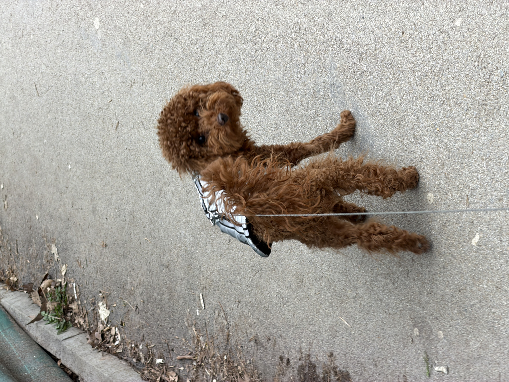 A brown Goldendoodle dog is lying on its side on a grey concrete surface, possibly a sidewalk or pathway. The dog is wearing a grey and black striped harness and is attached to a thin, light-colored leash. The edge of the concrete surface shows grass, dirt, and fallen leaves. The location is likely in Sofia, Bulgaria.
