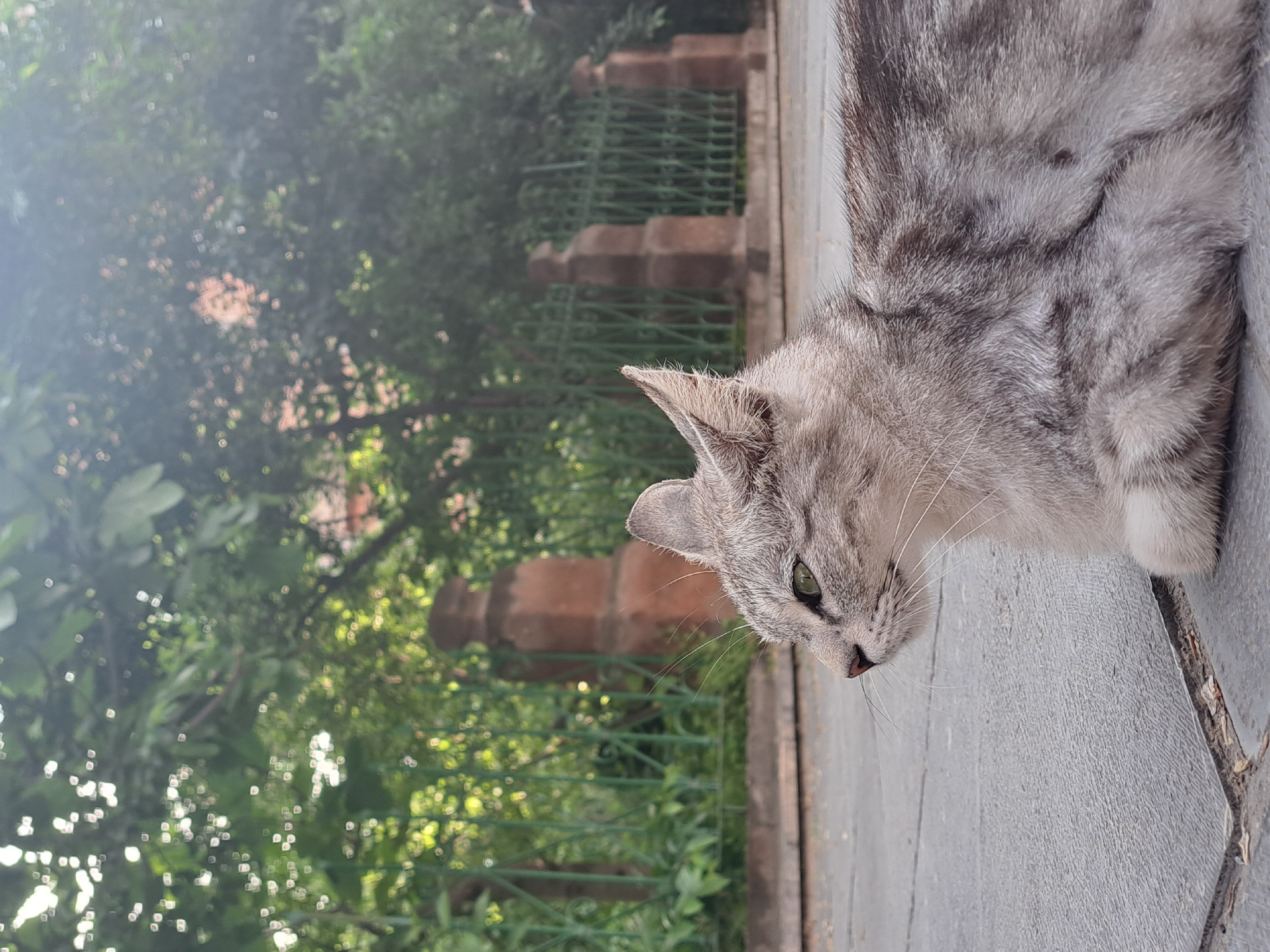 A gray cat is on a concrete surface. The cat is looking off to the side. In the background are green trees and a green fence. Behind the fence are pillars. The photo was taken outdoors in daylight in Yerevan, Armenia.