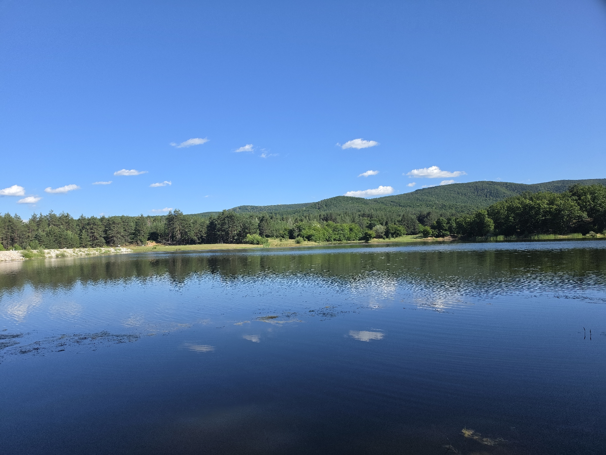 This is a panoramic, eye-level, full shot of a calm lake in Osetenovo, Bulgaria, on a sunny day. The sky is clear blue with a few wispy white clouds. The lake's surface reflects the sky, surrounding trees, and rolling green hills in the distance. The foreground of the lake is a deep blue, with some ripples and patches of floating vegetation. Along the far bank, a dense line of evergreen trees borders the lake, with a gentle slope of mixed trees and vegetation behind them, leading up to the hills. A low stone wall or embankment runs along a portion of the left bank. The overall scene is peaceful and natural.