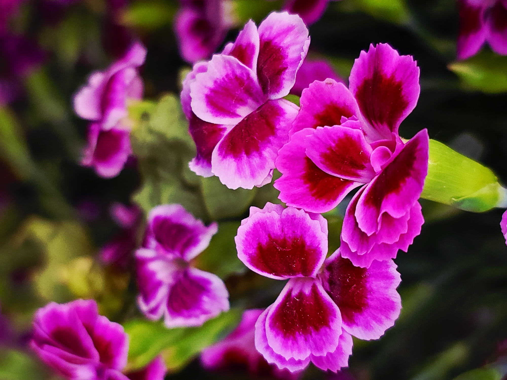 The image depicts a close-up view of several vibrant pink and magenta flowers with darker red centers, possibly carnations or a related species. The petals have a distinct, fringed edge. The background is a blur of green foliage and additional flowers in similar hues, suggesting a garden or cultivated setting. The composition focuses on a cluster of flowers in the foreground, emphasizing their color and texture.
