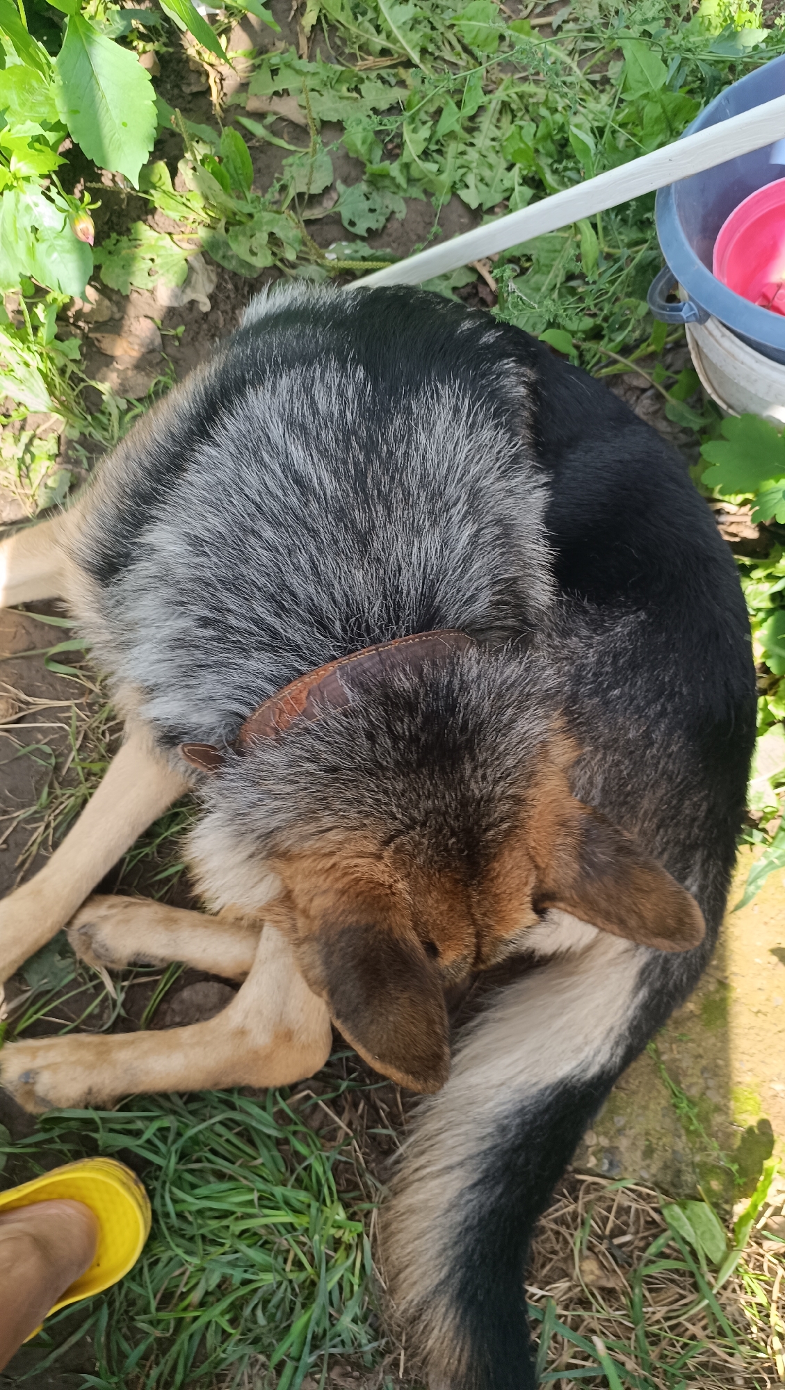 A German Shepherd dog is curled up asleep on the ground, its head tucked into its body. The dog is wearing a brown leather collar. The ground is covered with dry leaves, grass, and dirt. In the background, there are green plants and a blue bucket with a pink object inside. A yellow sandal is visible in the lower left corner of the image. The scene appears to be outdoors, possibly in a backyard or a park, in the city of Karsha, Russia.