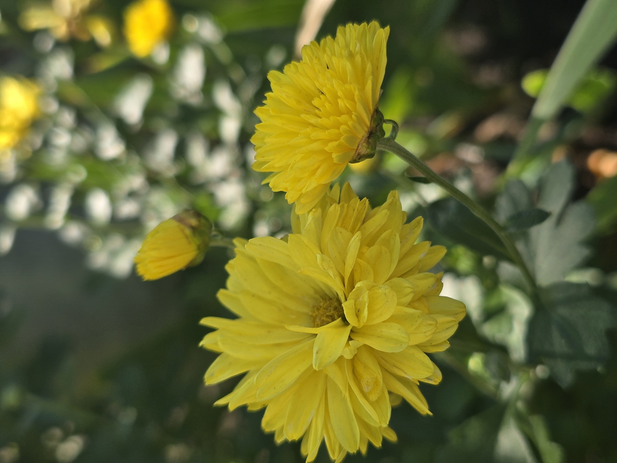 The image shows two yellow chrysanthemums in focus, with a third bud to the left. The flowers have multiple layers of thin, pointed petals. The background is blurred, showing green foliage and some out-of-focus yellow flowers, suggesting a garden or park setting. The lighting is natural, casting soft shadows. The image does not provide any specific information about the location in Vyshneve, Ukraine.