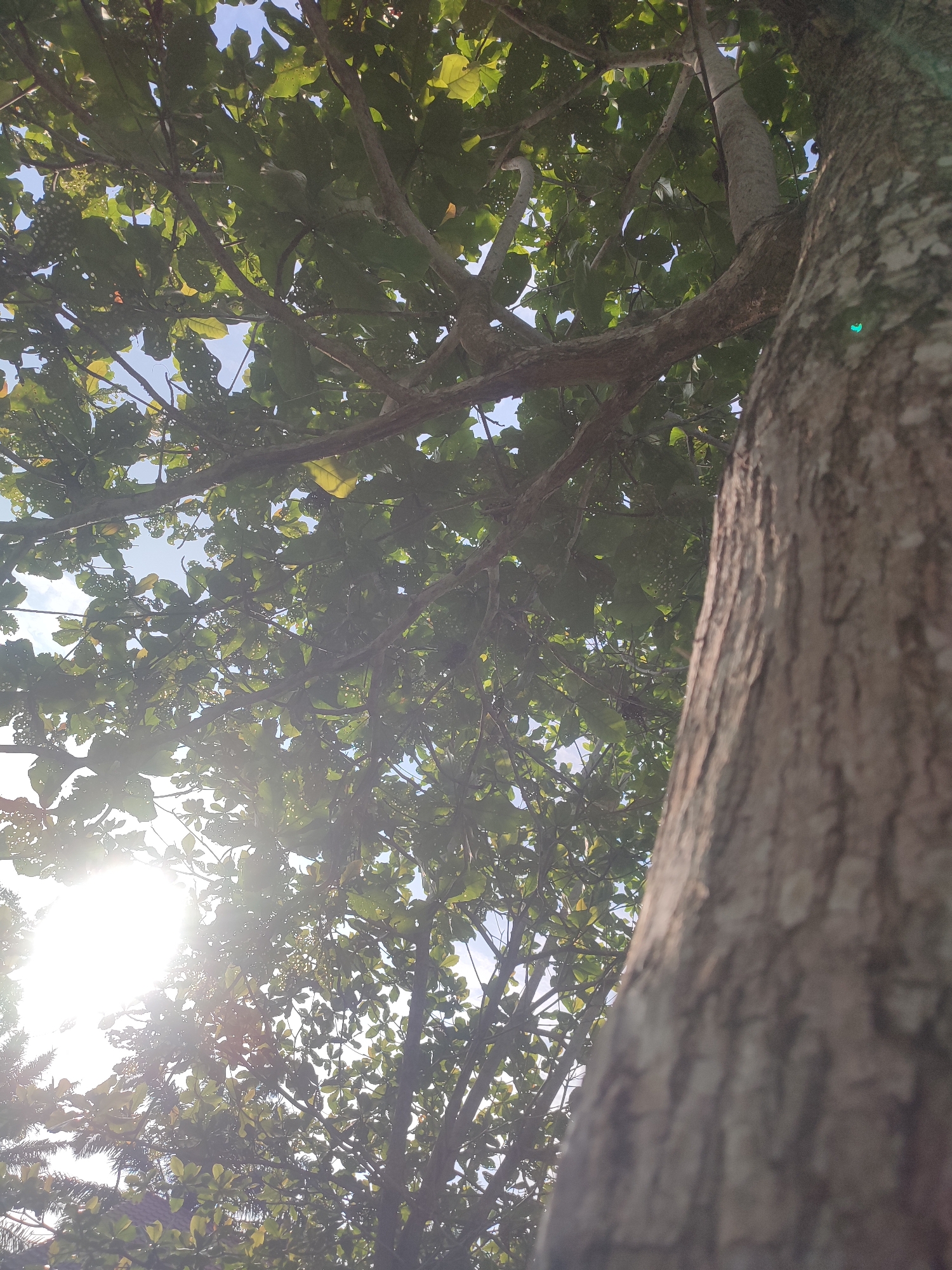 The image presents a low-angle view looking up through the canopy of a large tree. A significant portion of the tree's textured trunk occupies the right side of the frame, appearing in sharp focus towards the bottom right and becoming slightly blurred as it extends upwards. Lush green leaves and a network of branches fill the majority of the upper and central parts of the image, with patches of bright blue sky visible through gaps in the foliage.
The scene is brightly lit by strong sunlight, which emanates from the lower-left quadrant, creating a prominent lens flare and strong backlighting on the leaves. This indicates a daytime setting, likely mid-morning or late afternoon, under clear weather conditions. Some of the leaves show minor imperfections, possibly from insect damage, suggesting a natural and undisturbed environment.
At the very bottom left, partially obscured by sun flare and other foliage, a hint of what appears to be a red-tiled roof or building structure can be discerned, along with the fronds of another type of plant, possibly a palm tree. This subtle detail suggests the tree might be situated in a garden, park, or a semi-urban area rather than a dense forest. There are no people or explicit activities depicted, and no visible text. The overall impression is one of tranquility and immersion in nature, typical of a tropical setting like Blangriek, Indonesia.