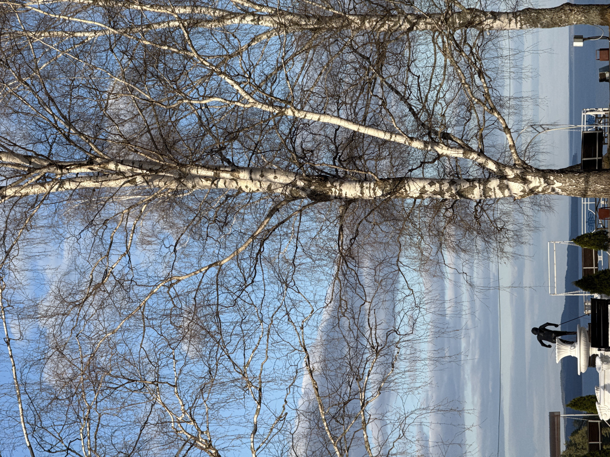 The image depicts a birch tree with bare branches against a backdrop of a body of water and sky. In the background, to the right, a statue of a person, possibly a skier, stands on a plinth. Behind the statue, there is a railing, some shrubbery, and a building. The scene appears to be located in Galevo, Russia, given the presence of a statue of a skier. The photo is oriented sideways, and has no people visible.