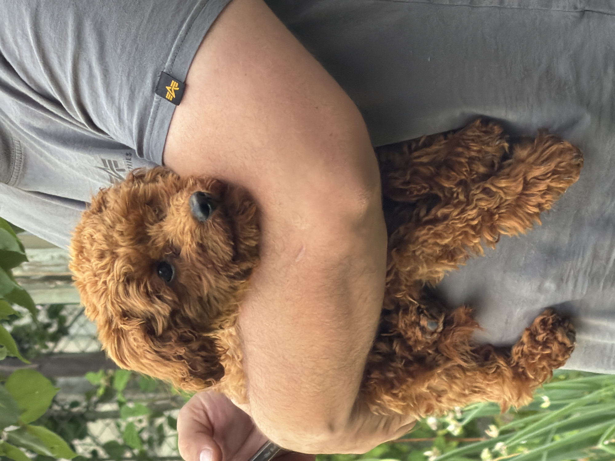 An adult with light skin, wearing a grey t-shirt with an "Alpha Industries" logo, is holding a small, fluffy, reddish-brown puppy. The puppy is being cradled in the adult's arms and upper chest. The background shows greenery, suggesting an outdoor setting. The image is a medium close-up, with the focus primarily on the puppy and the arms holding it. There are no visible landmarks or specific details that would indicate the location within the city of Sofia, Bulgaria.