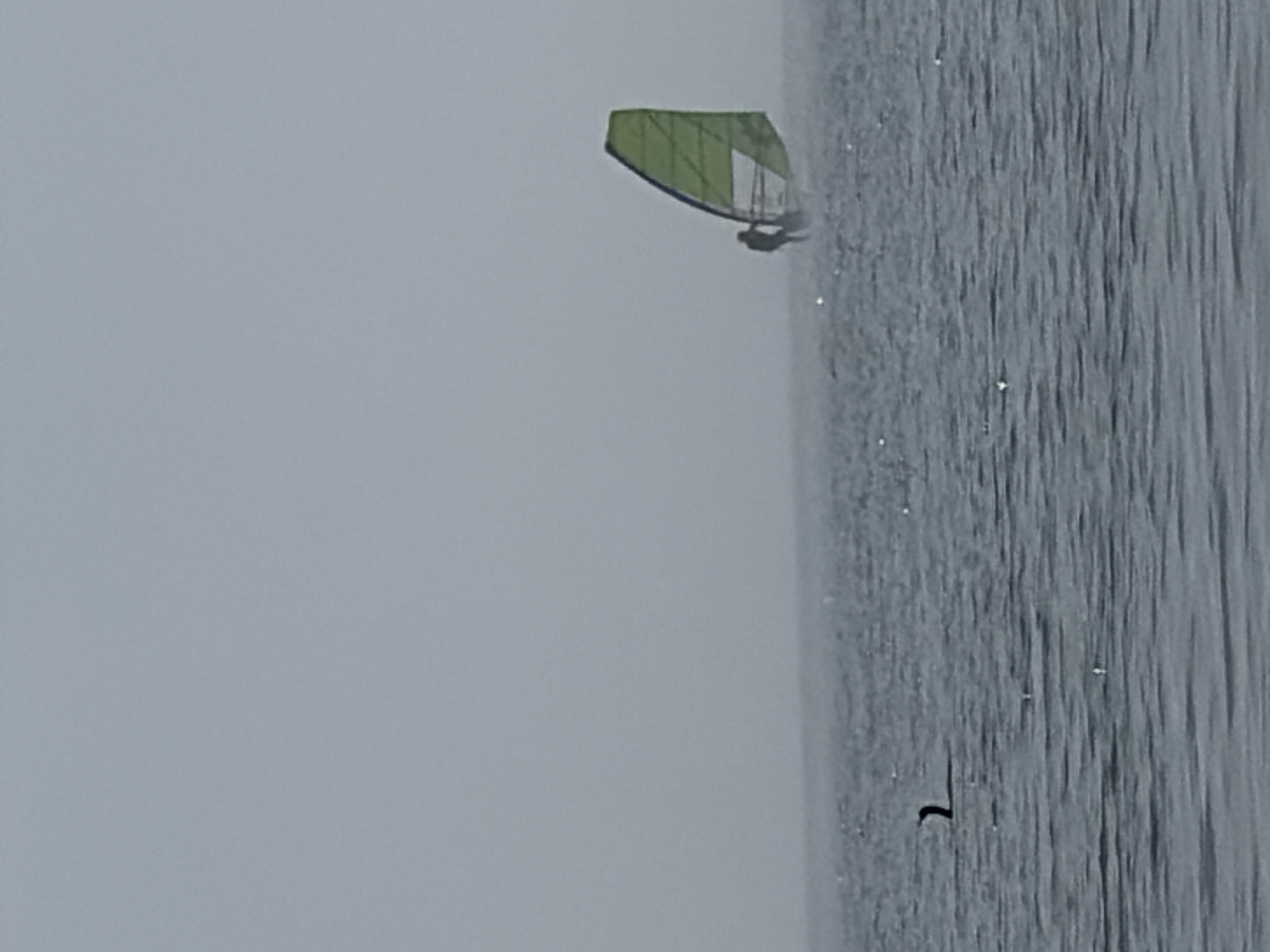 The image depicts a hazy, overcast day over a body of water, likely Lake Ontario, given the context of Toronto, Canada. In the distance, a person is windsurfing, their silhouette visible against a bright green sail. Closer to the foreground, a dark-colored bird with its head above water is swimming. The water is choppy, with small whitecaps visible. The overall impression is one of a cool, breezy day suitable for watersports.