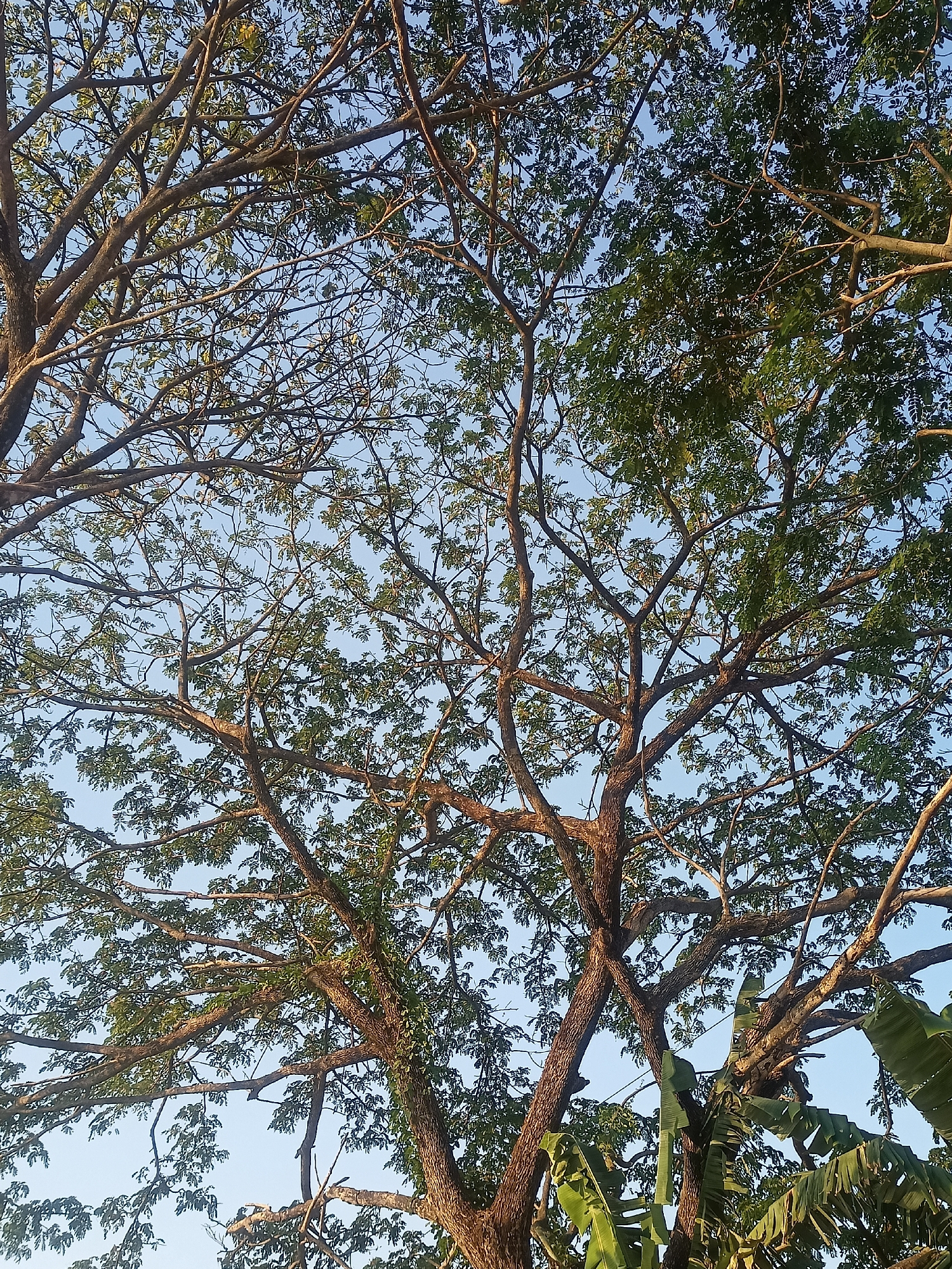 The image shows a close-up, low-angle view of a large tree with a complex network of branches and green leaves against a clear blue sky. The branches are thick and gnarled, with smaller twigs extending outwards, creating a dense canopy. The light suggests it is either early morning or late afternoon, casting a warm glow on the bark and leaves. The scene is likely located in Mojorejo, Indonesia, given the tropical foliage and typical clear sky conditions. The image focuses solely on the natural elements of the tree and the sky, with no human presence or man-made structures visible. The overall impression is one of a lush, established tree in a natural setting.