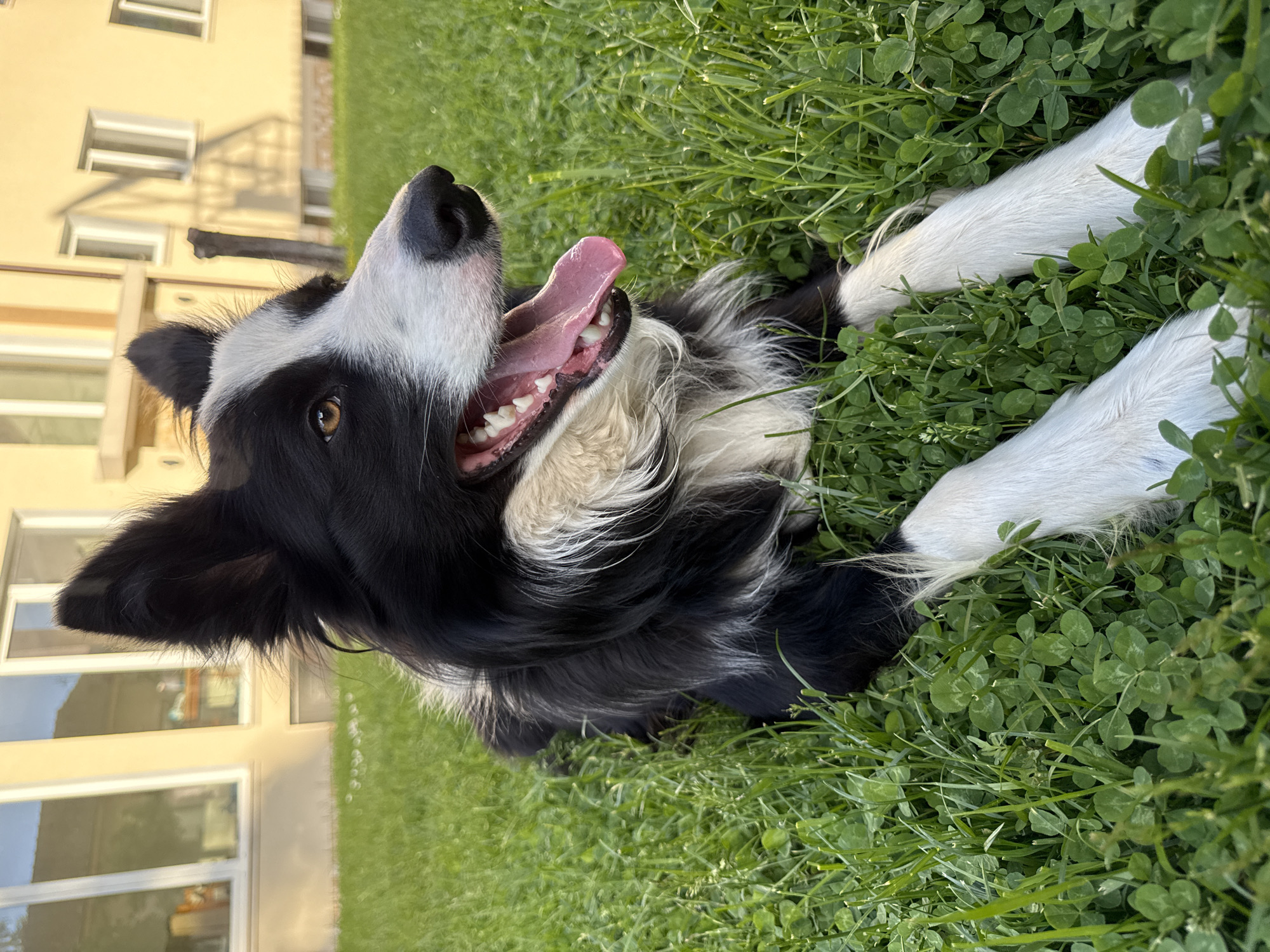 A medium shot captures a black and white Border Collie lying on its back in a patch of clover. The dog's mouth is open, revealing its tongue and teeth. Its white paws are outstretched amidst the clover. The background includes a building with visible windows. The location is Berkovitsa, Bulgaria.