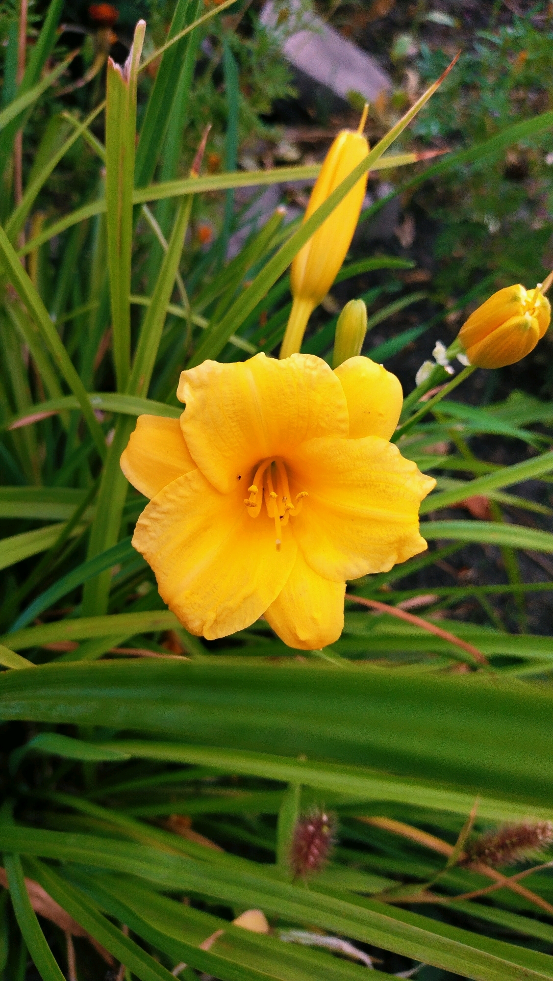 A close-up, vertical shot captures a vibrant yellow daylily in full bloom, centrally positioned against a backdrop of lush green foliage and other budding daylily flowers. The flower's delicate petals are unfurled, revealing its stamens and pistil in the center. Two unopened buds, one larger and one smaller, flank the main bloom, suggesting a garden setting. The surrounding leaves are long and slender, typical of daylilies. The overall impression is one of natural beauty and growth, likely found in a park or residential garden. The image has a slightly desaturated and cool-toned aesthetic. No people or specific urban landmarks are visible. This scene is consistent with outdoor spaces found throughout Horishni Plavni, Ukraine, where such flora is common in decorative gardens and naturalized areas.