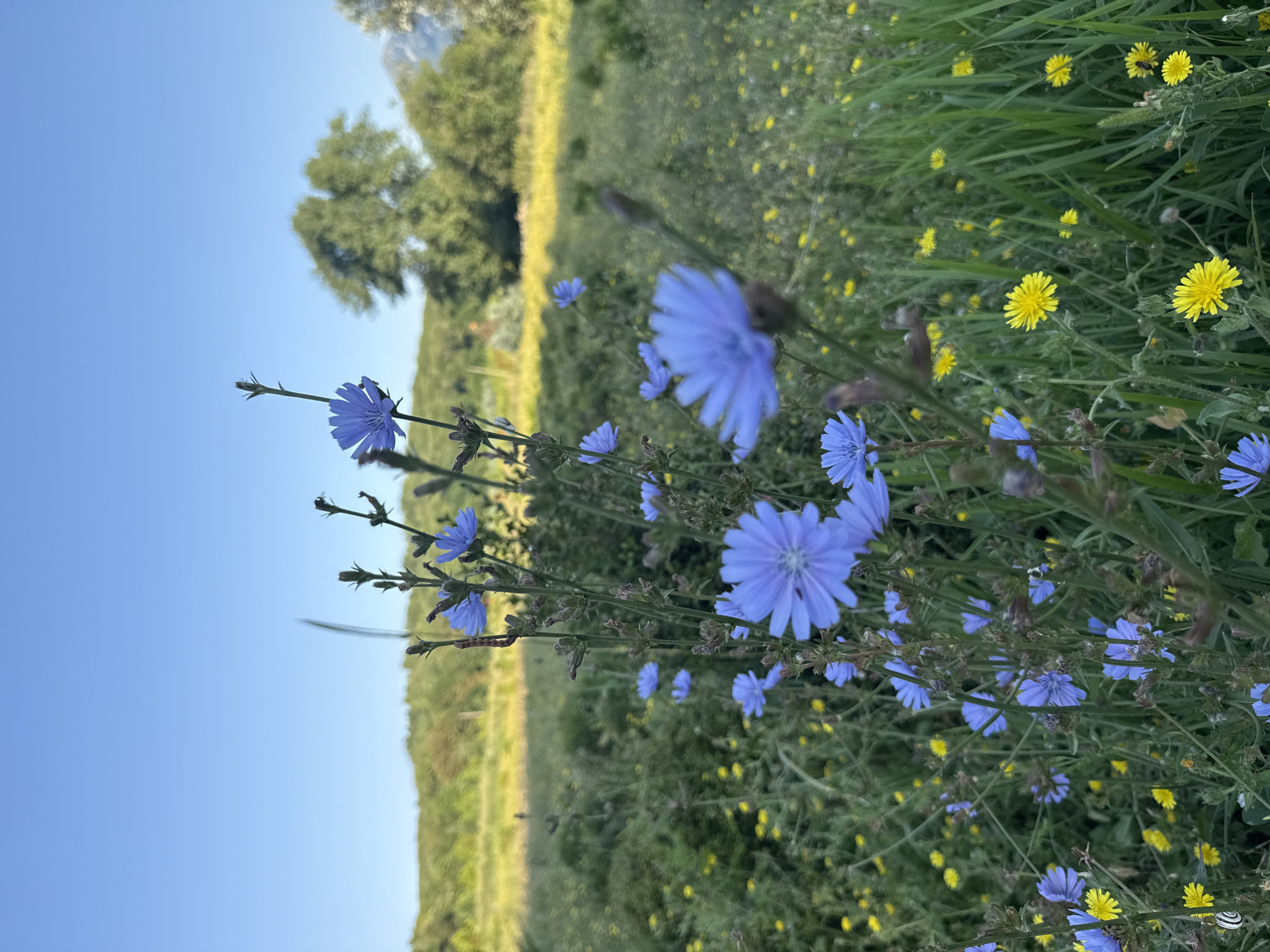 The image shows a close-up of blue chicory flowers and yellow dandelions in a meadow. The flowers are in focus in the foreground, with a blurry background of green grass, trees, and a clear blue sky. There are no people or animals visible in the image. The setting appears to be a natural landscape, possibly a field or park. There is no indication of the city of Pyatigorsk, Russia, or any specific location within it.