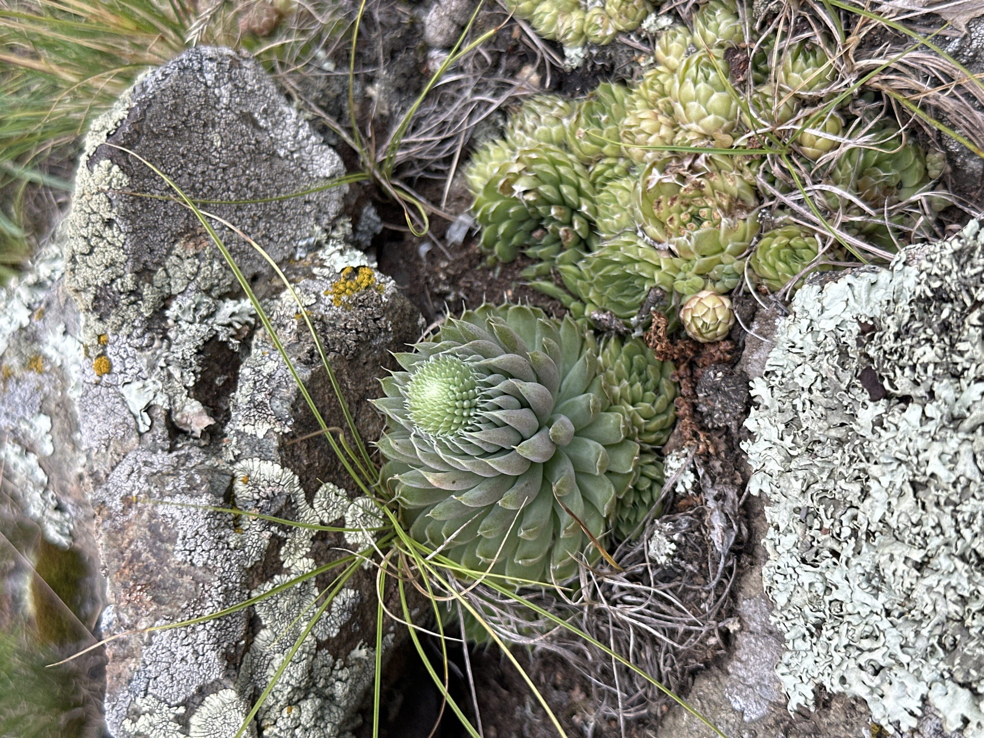 A close-up shot captures a cluster of Sempervivum plants, commonly known as hen and chicks, growing amongst rocks and dried grass. The main Sempervivum in the center is characterized by its tightly packed, triangular leaves forming a rosette shape, topped with a new growth emerging at the apex. To the right and bottom of the frame, smaller rosettes of the same plant variety are visible, some appearing more yellow-green in color, suggesting varied stages of growth or light exposure. The surrounding environment is rugged, with large, textured rocks covered in lichen, a combination of grey, white, and patches of yellow. Thin strands of dry grass and some green blades weave through the scene, adding a natural, wild aesthetic. The lighting is diffused, casting soft shadows and highlighting the intricate details of the plants and rocks. The image is sharp and focuses on the natural textures and forms present in this small ecosystem.