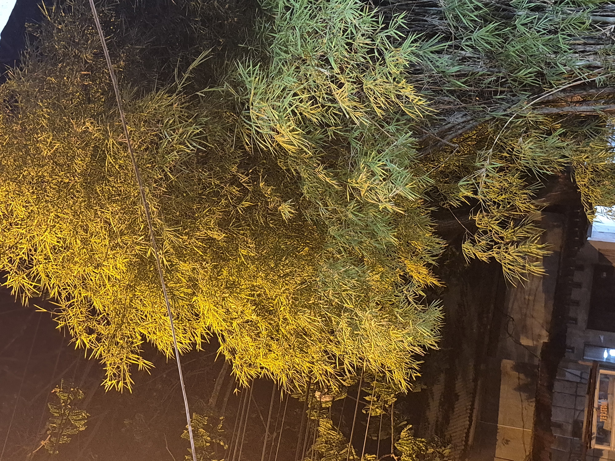 The image, taken at night in Lhokseumawe, Indonesia, features a dense canopy of bamboo foliage illuminated by artificial yellow light, set against a dark background. The perspective is angled, with the bamboo filling most of the frame.
The primary subjects are bamboo trees with numerous slender leaves. The foliage on the left and center-bottom is brightly lit with a warm, golden-yellow glow, while the bamboo on the upper right remains in partial shadow, showing its natural green-to-darker-green hues. This strong artificial lighting creates a high contrast between the illuminated leaves and the deep shadows, giving the scene a dramatic appearance.
No specific activity or event is taking place; it's a static depiction of the natural environment at night.
Notable details include:
- The time of day is clearly nighttime, evidenced by the darkness and the reliance on artificial lighting.
- Thin wires or utility lines crisscross the upper-mid section of the frame, disappearing into the foliage.
- In the darker background on the right side of the original image, faint outlines of structures, possibly walls or parts of buildings, can be discerned. One section appears to have corrugated material, and another shows a small, illuminated opening or window.
- Visible text on a structure in the bottom-right corner reads "TERSEDIA," which is Indonesian for "available," confirming the location context of Indonesia.
The overall atmosphere is dark and somewhat mystical, highlighted by the striking illumination of the bamboo.