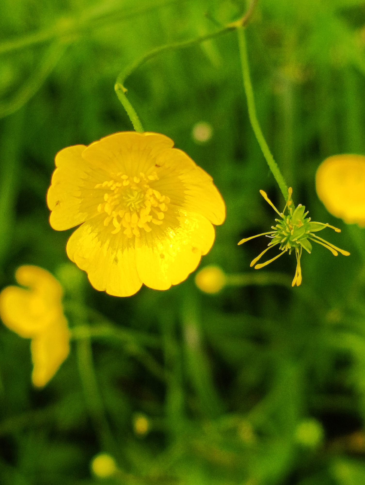 The image is a close-up shot of buttercup flowers in a grassy field. A bright yellow buttercup flower is in the foreground. To its right is the green, spiky seed head of another buttercup. The background is a blur of green grass and other yellow buttercup flowers. The image's location is Unknown, Unknown.