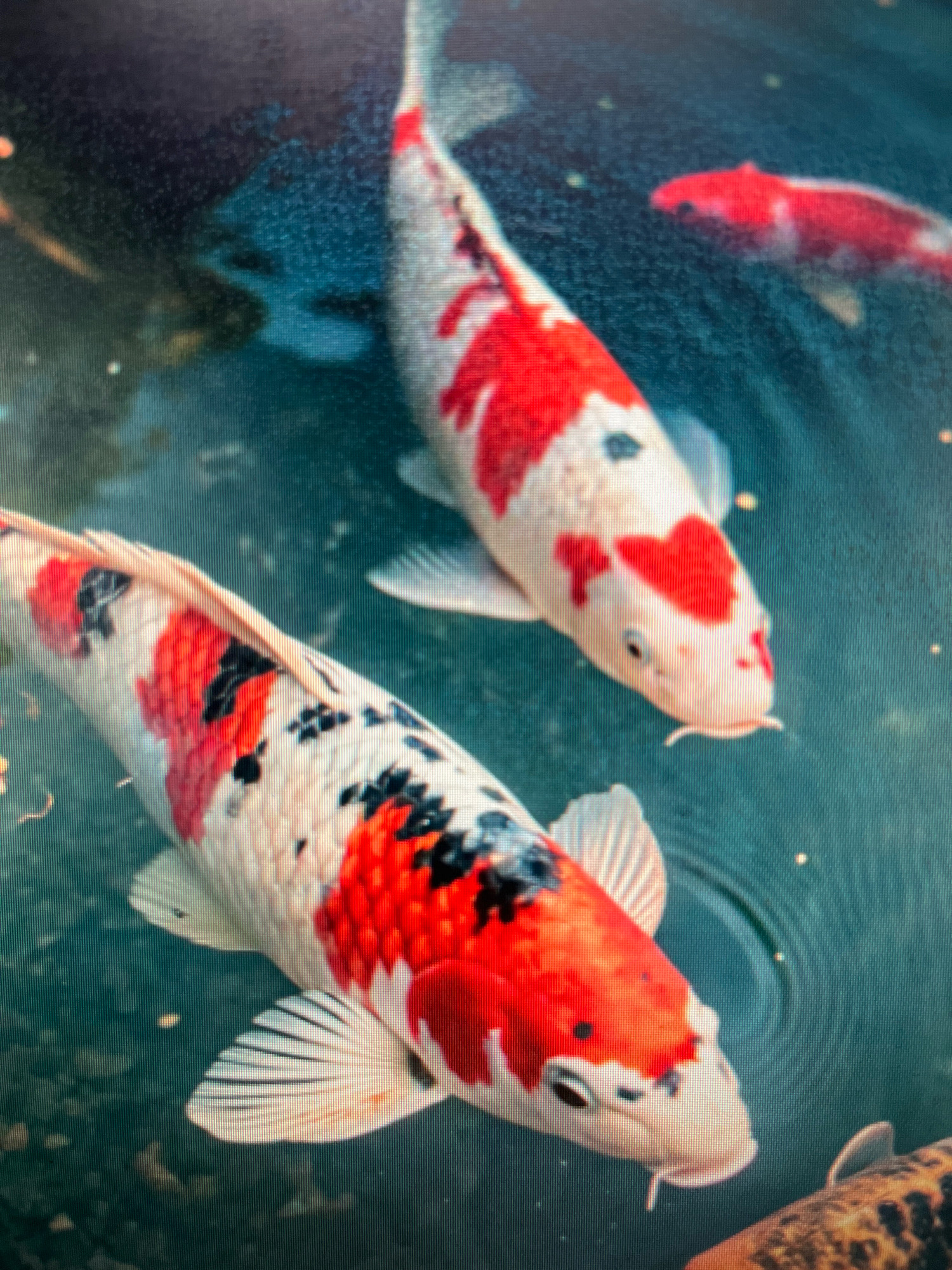 In Sejahtera, Indonesia, a close-up shot captures two koi fish swimming in a pond. The fish are large, with distinctive white, red, and black markings. One fish, closer to the viewer, is white with large patches of vibrant red and black. Its fins are spread, showing delicate bone-like structures. The second fish, further away, is primarily red with white accents and is partially obscured by the foreground fish. In the background, a third koi fish, mostly red, is visible. The water appears dark and slightly murky, with ripples on the surface indicating movement. Sunlight or artificial light creates small, bright reflections on the water. The image focuses on the details of the koi's scales and patterns, highlighting their beauty and grace in their aquatic environment.