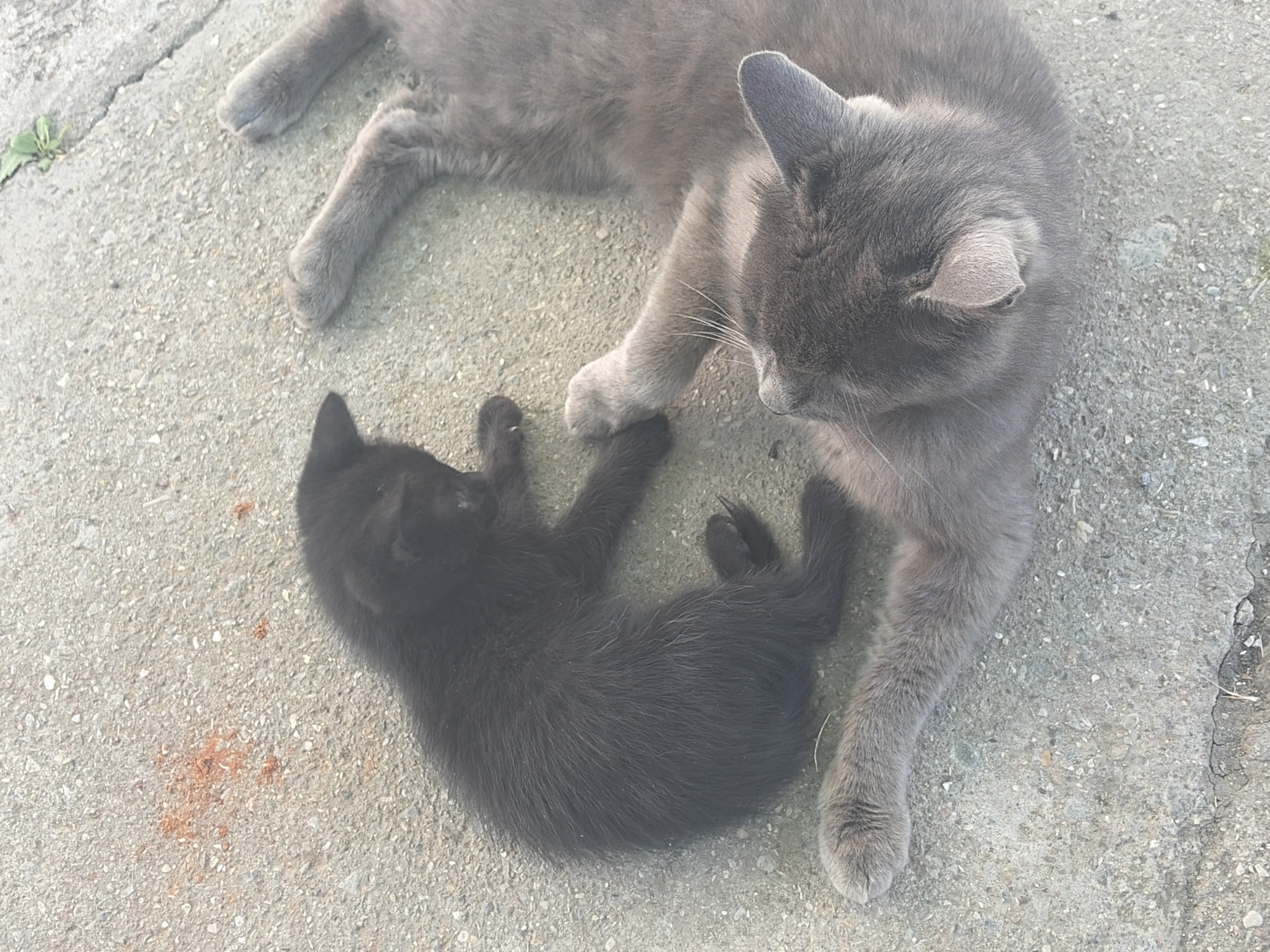 In Vlasatitsa, Bulgaria, two cats are resting on a concrete surface. A small, dark-colored kitten is lying on its side, curled up. Next to it, a larger, gray cat is also lying down, with its head turned to the left and its paws extended. The concrete surface appears to be outdoors and shows some signs of wear and tear, with small pebbles and cracks visible. There are also a few specks of reddish-orange material scattered on the concrete near the kitten. The lighting suggests it is daytime.