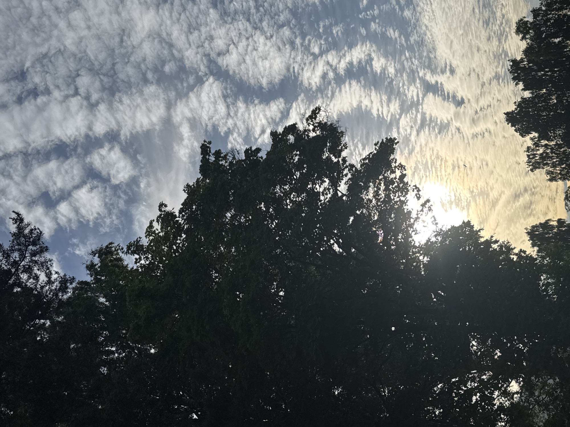 The image depicts a view of the sky through tree branches. The trees are silhouetted against the bright sky, obscuring details of their foliage. The sky is filled with a textured layer of white clouds, appearing somewhat wispy and elongated, with patches of blue sky visible between them. The sun is partially obscured by the trees and clouds, casting a warm, bright light in the lower right portion of the image. The overall impression is of an outdoor scene, possibly a park or a residential area with mature trees. The location is specified as Tallinn, Estonia, although no specific landmarks or distinguishing features within the city are visible in the image itself.