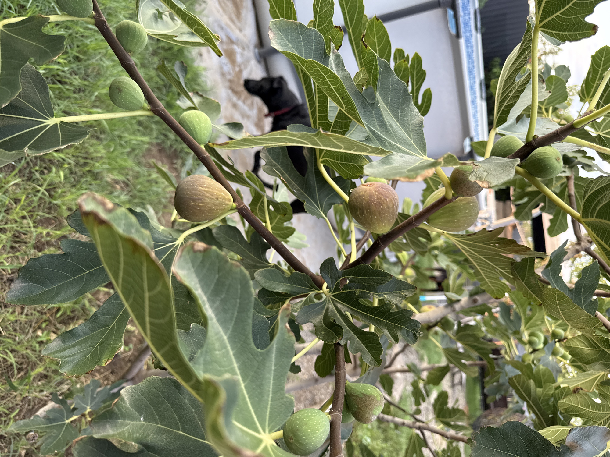 The image depicts a fig tree with numerous green and ripening brown figs. The tree branches are laden with large, lobed green leaves. In the background, a black dog with a red collar is visible, walking on a paved surface near a white structure with a blue-lined edge, possibly a pool or water feature. The surrounding environment includes green grass and dirt. The scene appears to be in a backyard or garden setting in Krtsanisi, Georgia.