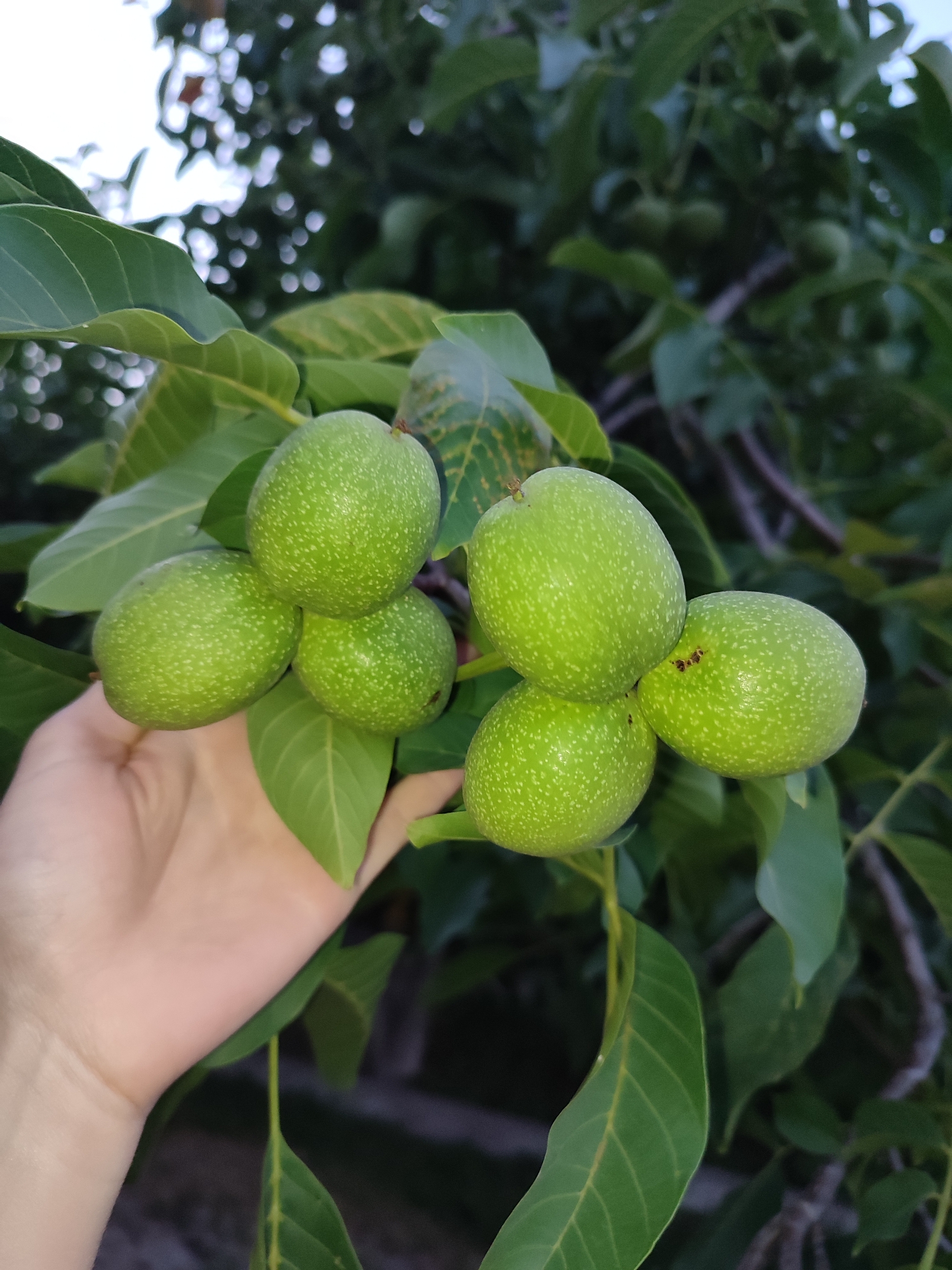 A hand is holding a cluster of unripe green walnuts on a branch of a walnut tree. The walnuts are oval-shaped with a smooth, green outer hull speckled with small white dots. Several large, green leaves surround the walnuts. The background is a blur of dark green foliage and branches, suggesting an outdoor setting, likely in Shyshaky, Ukraine. The lighting indicates it is daytime.