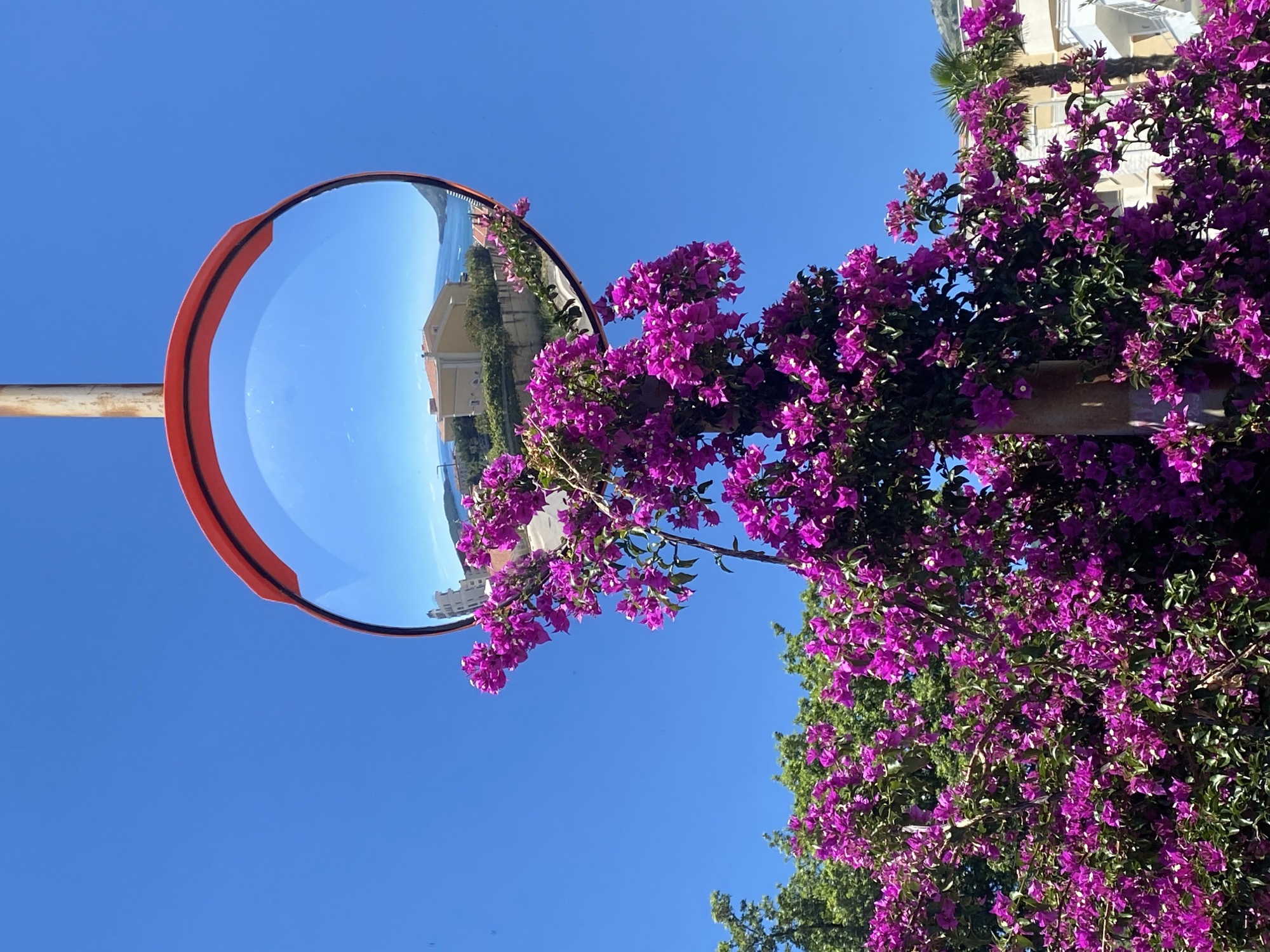 In Bečići, Montenegro, a convex mirror, mounted on a pole and framed by bright red plastic, reflects a coastal scene. The mirror captures a yellow building with a red-tiled roof, nestled amongst greenery and overlooking a body of water. Beyond the building, a hilly coastline is visible under a clear blue sky. In the foreground, a vibrant bougainvillea plant, adorned with abundant purple flowers, cascades over the mirror, partially obscuring the reflection. The bougainvillea's lush foliage creates a striking contrast against the deep blue sky. Several palm trees and other trees with green leaves are also present in the scene. The overall atmosphere is one of a sunny day in a Mediterranean setting.
