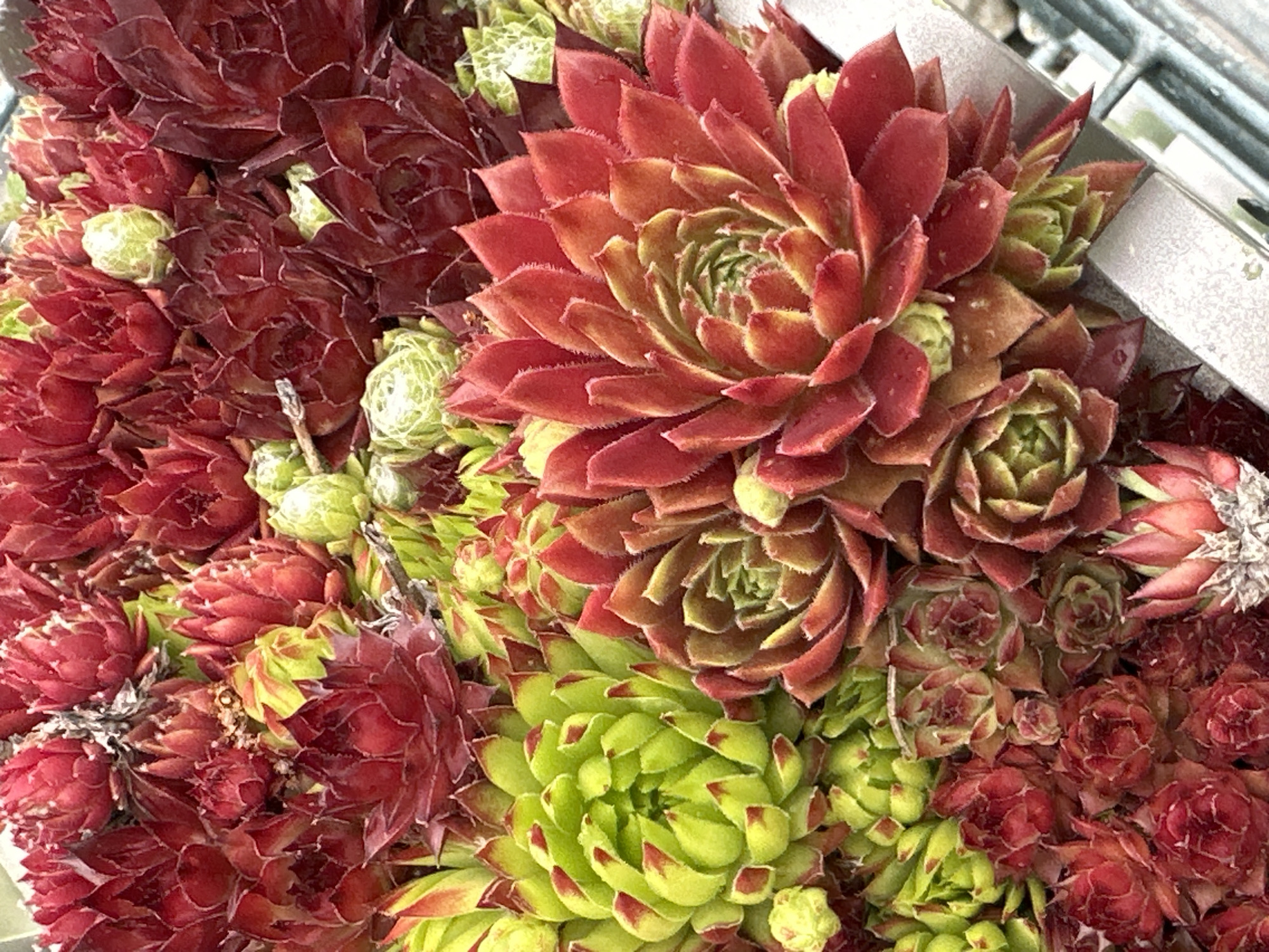 This image is a close-up, eye-level shot of a dense cluster of Sempervivum plants, commonly known as Hens and Chicks. The plants exhibit a variety of colors, with tightly packed rosettes of leaves ranging from vibrant lime green to deep crimson and burgundy. Some rosettes have red tips on their green leaves, while others are predominantly red. Small, pale green buds or offsets are visible nestled among the larger rosettes. The texture of the leaves appears fleshy and slightly fuzzy, with some visible dew drops or water droplets on the surfaces. The plants are arranged in a planter or container, suggested by the edge of a grey, textured surface visible in the lower right and bottom of the frame. The lighting is bright, highlighting the intricate patterns and colors of the succulents. The overall impression is one of abundant growth and natural beauty. This image was taken in the city of Wisła, Poland, likely in a garden or on a balcony, given the cultivated nature of the plants.