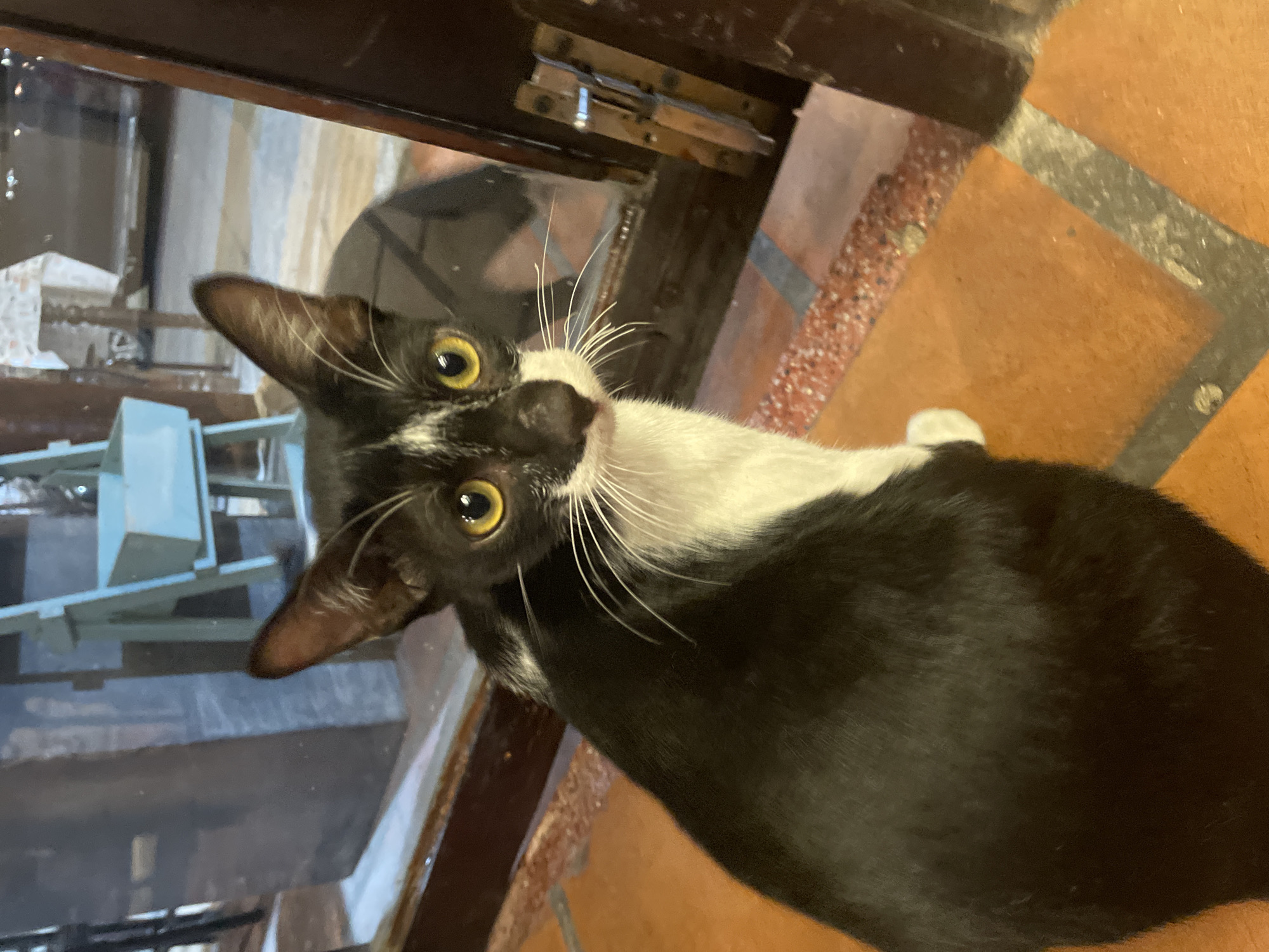 A black and white cat with yellow eyes sits on an orange tiled floor, looking towards the camera. The cat is positioned in the foreground, with its back to the left and its head turned to the right. Behind the cat, a large window reflects a dimly lit room with blue wooden furniture and a white tablecloth on a table. The window frame is dark wood. The cat's fur is sleek, with white markings on its chest and face. The overall lighting suggests an indoor setting, possibly a restaurant or cafe. There is no information in the image to determine the location in the city of Đà Nẵng, Vietnam.