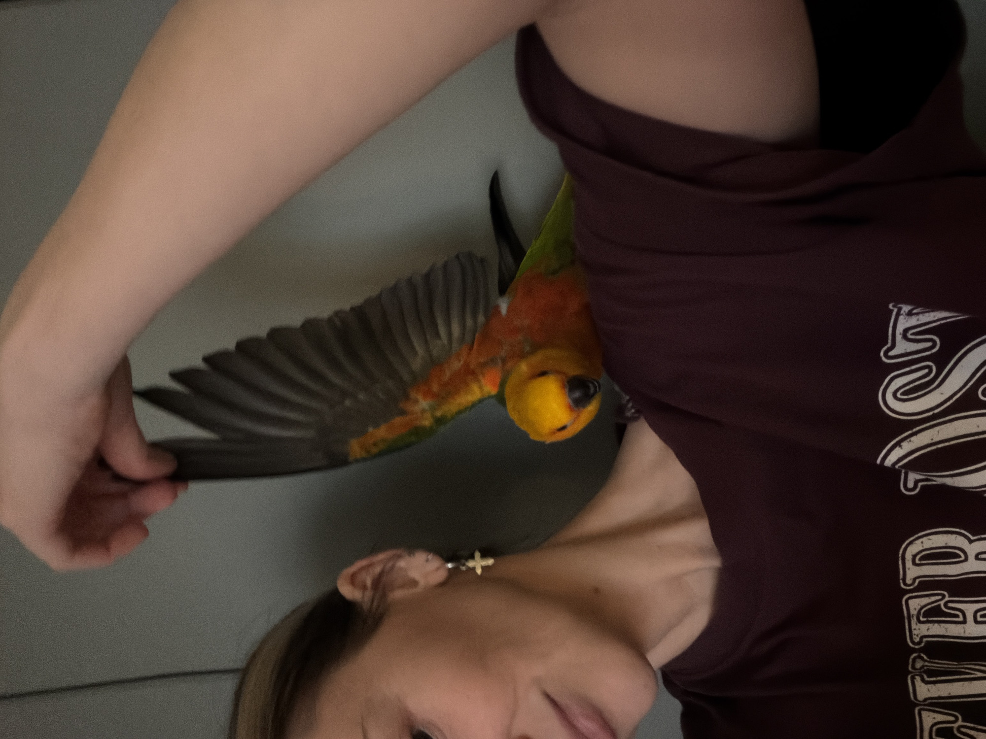 A person is holding the wing of a sun conure parrot. The person is wearing a maroon shirt and a cross earring is visible. The background is a light grey wall. No information indicates this image was taken in Khimki, Russia.
