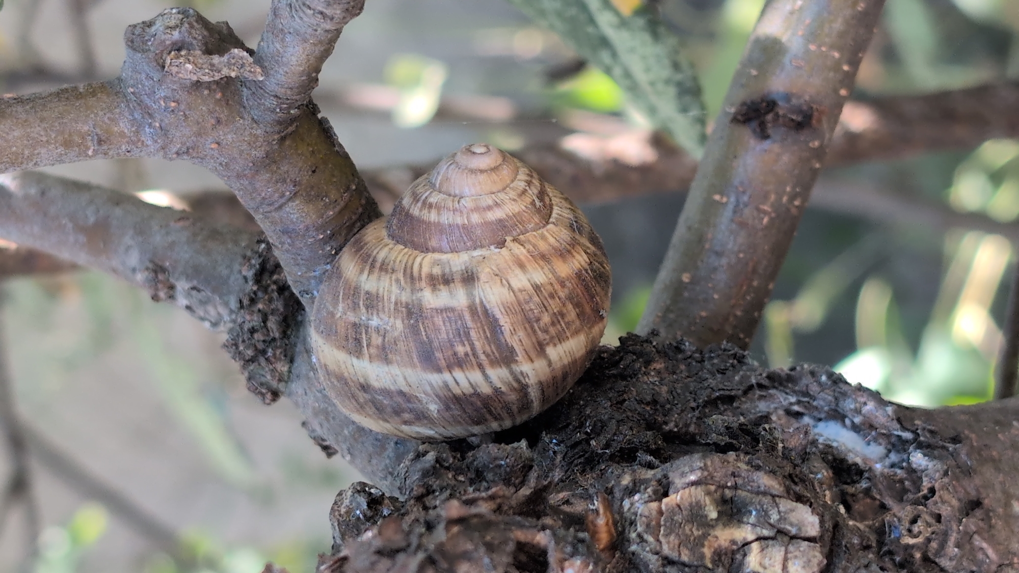 In the city of Izmail, Ukraine, a close-up, outdoor, natural light photograph captures a snail resting on the rough bark of a tree branch. The snail's shell, a spiral of earthy brown and cream hues, is the primary subject, occupying the center of the frame. The shell's texture is finely ridged, showcasing concentric patterns that converge towards the apex. The tree branch, weathered and textured, provides a natural perch. The background is a soft blur of greens and browns, suggesting foliage and more branches, indicating a garden or natural outdoor setting. No people are visible in the image, and no actions or interactions are occurring.