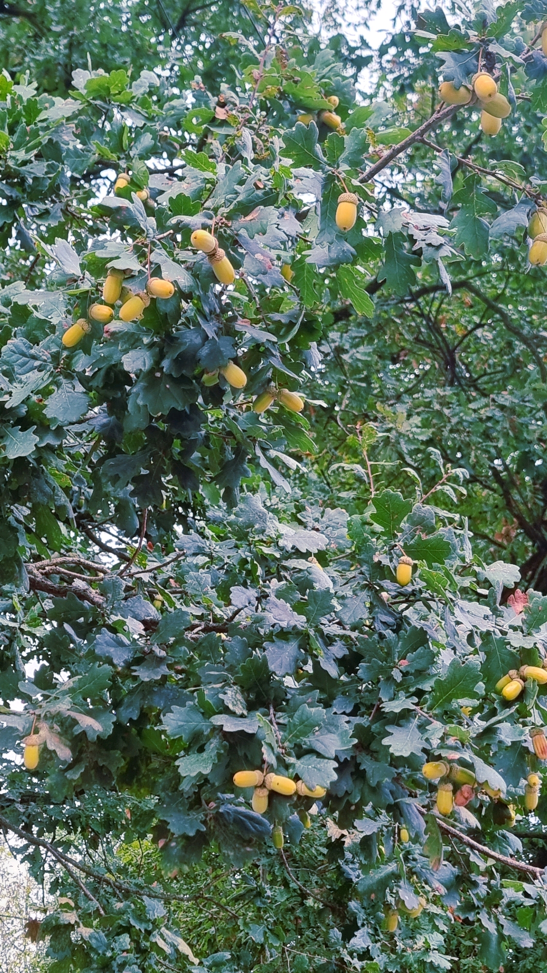 This is a medium-shot photograph of an oak tree in La Canya, Spain, heavily laden with acorns. The tree's leaves are a deep green, and many acorns, varying in color from light yellow to green, are visible hanging from branches. Some acorns are still in their caps, while others are fully formed and detached. The background is filled with more foliage, suggesting a dense forest or park setting. No people are present in the image. The lighting is diffused, indicating an overcast day or shade. The image is a close-up of a natural scene, focusing on the details of the oak tree and its fruit.