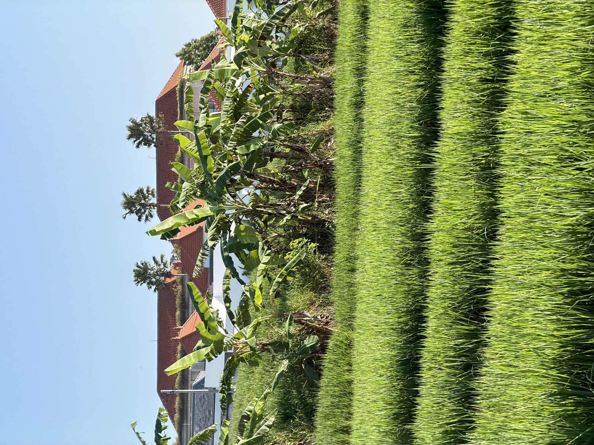 A vibrant green rice paddy fills most of the frame. The tall, dense grass grows in neat rows. Adjacent to the paddy is a row of banana trees, their large, green leaves contrasting against the blue sky in the background. Behind the banana trees, the roofs of buildings with red tiles can be seen. Palm trees peek above the roofs, adding to the tropical feel. The photo was taken in North Kuta, Indonesia.