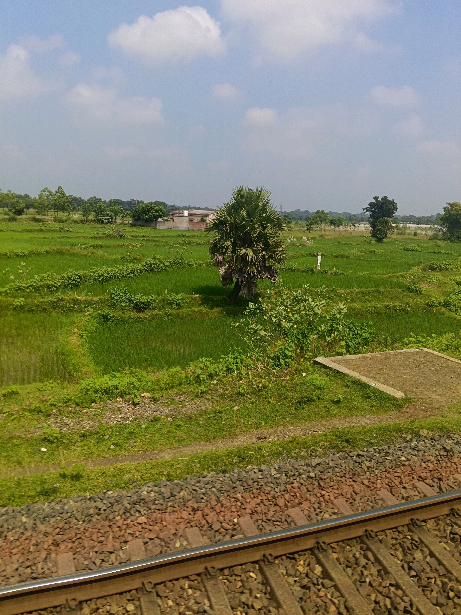 The image depicts a rural landscape in Karamara, India, with a train track in the foreground. The train track is made of gravel and wooden sleepers, with a shiny metal rail running along the top. Beyond the train track, there is a lush green field divided into terraces, indicative of paddy cultivation. A solitary palm tree stands tall in the middle of the field, its fronds fanned out against the blue sky. In the distance, a few houses with brick walls and tiled roofs can be seen, nestled amongst a line of trees. The sky is partly cloudy, with fluffy white clouds scattered across the expanse. The overall scene is one of tranquility and natural beauty, characteristic of the Indian countryside.