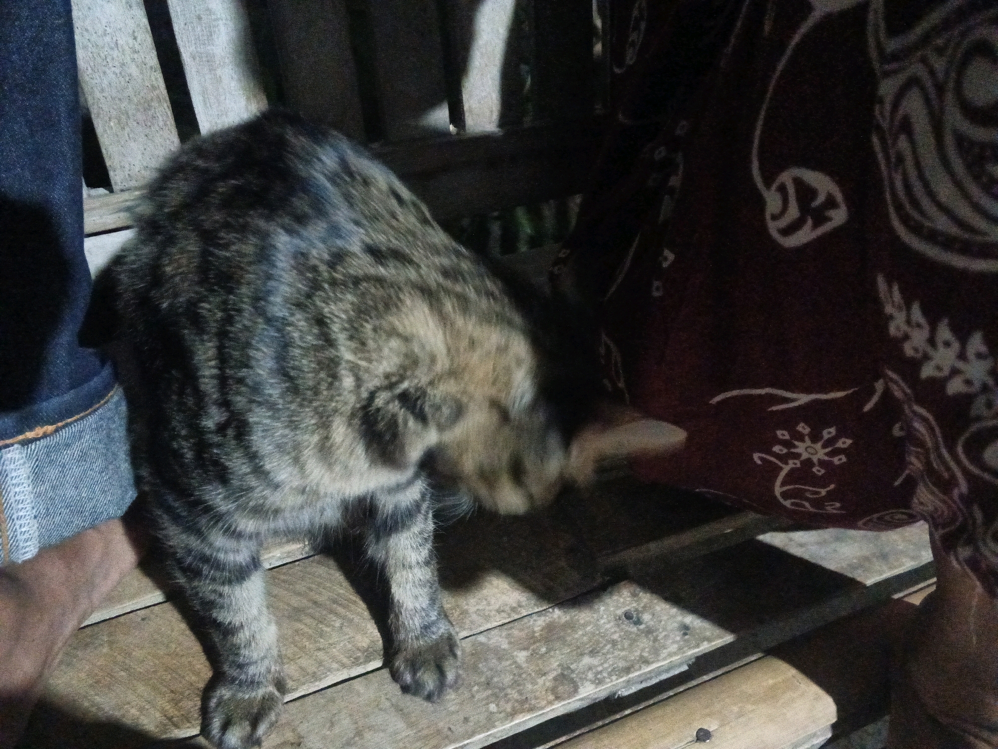 A tabby cat is positioned on a wooden surface, with its back to the camera. The cat is partially obscured by a dark reddish-brown fabric with a white patterned design, possibly batik. To the left of the cat, a person's hand is visible, resting on what appears to be denim fabric. The environment suggests an outdoor setting, with wooden slats forming a bench or platform. The lighting is dim, casting shadows. The scene takes place in Sukasalamet, Indonesia.