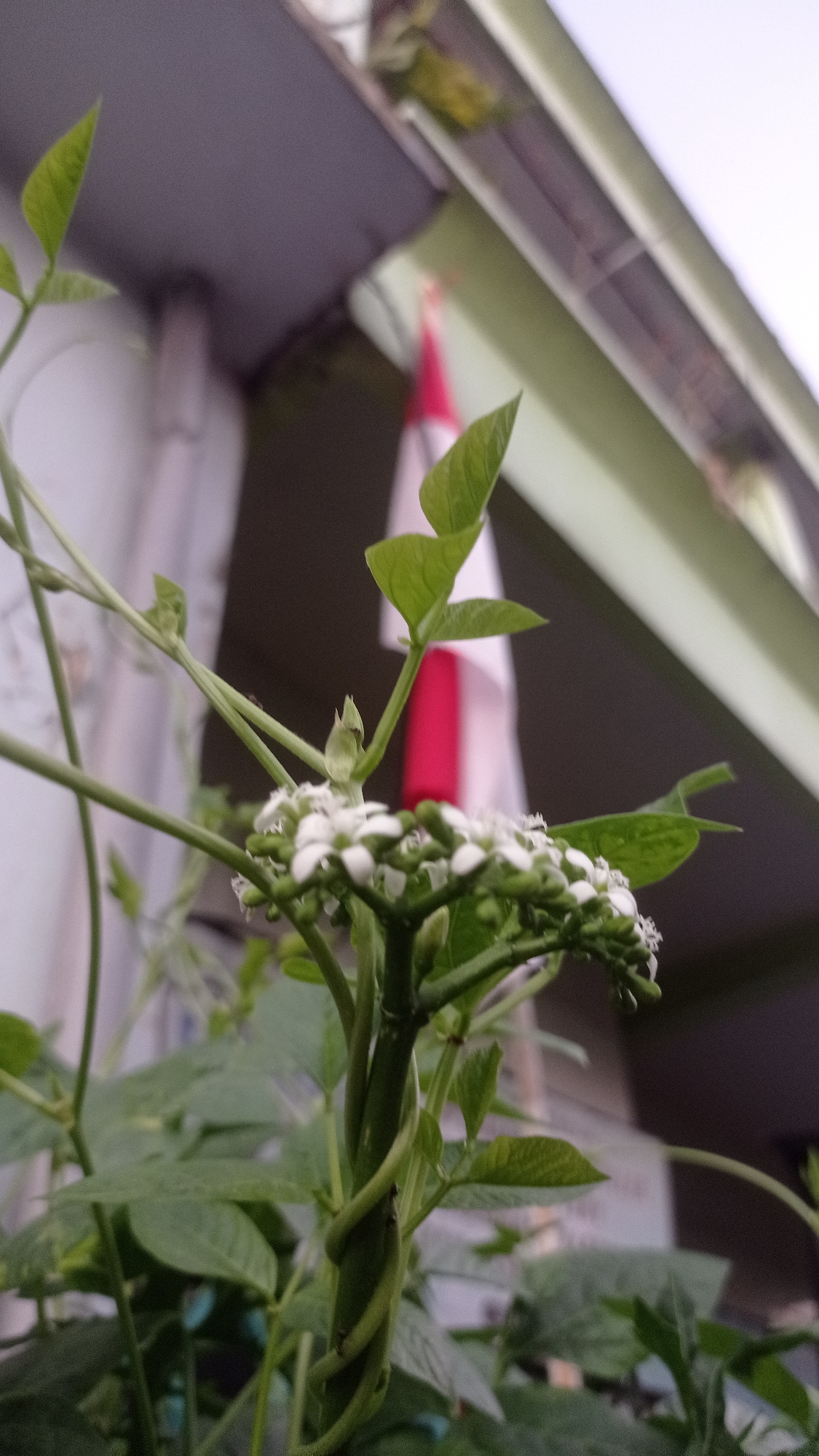 In Mulyoagung, Indonesia, a close-up shot focuses on a green vine with small white flowers and buds. The vine is entwined around its own stem, creating a spiral pattern. In the background, a portion of the Indonesian flag, with its red and white stripes, is visible, draped between two structures. The environment appears to be outdoors, possibly on a balcony or near a building, given the presence of architectural elements like a roofline and what looks like a window or wall. The lighting suggests it is daytime, with a diffused light source.