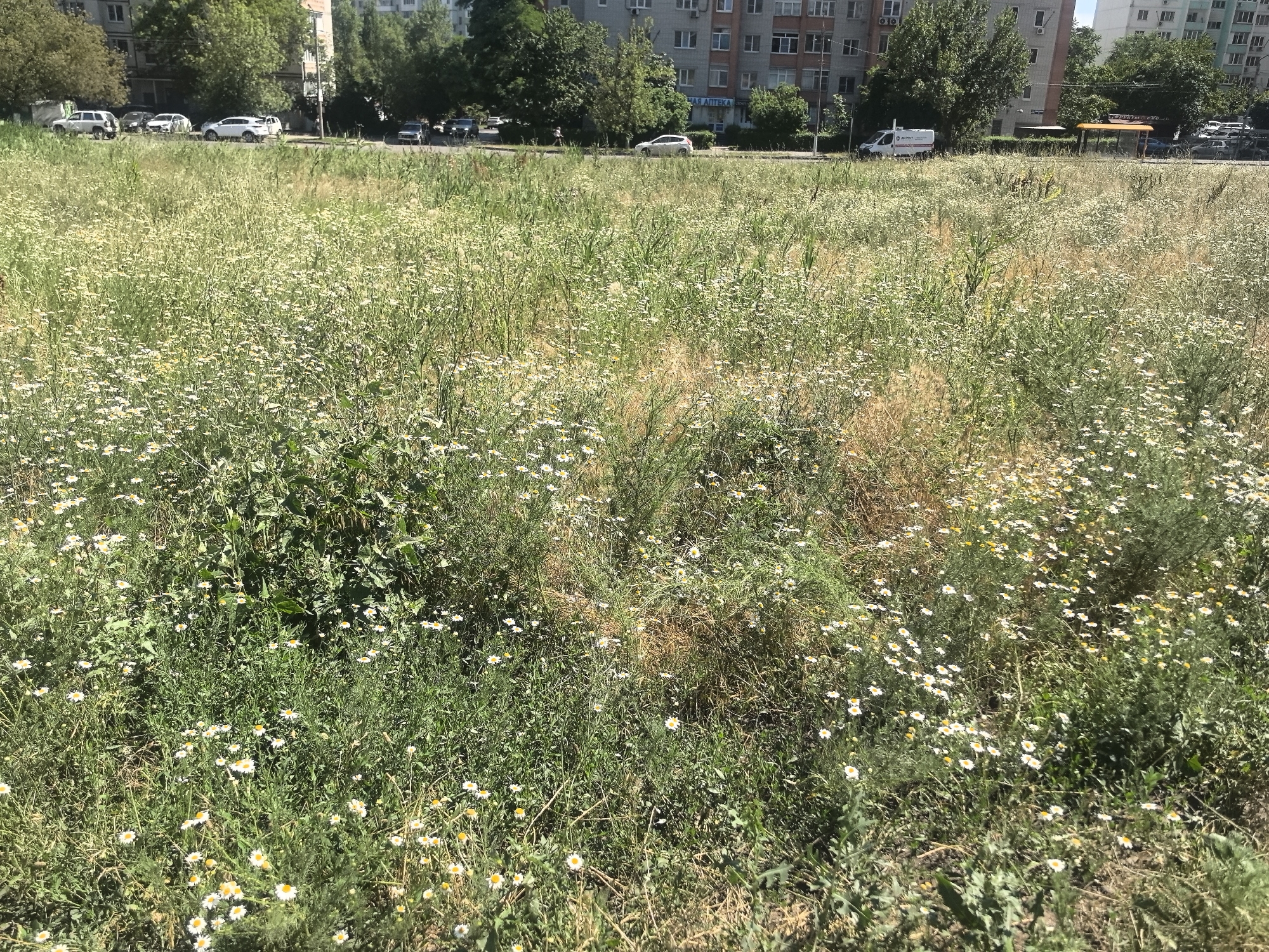 The image depicts a dense field of wildflowers, predominantly white daisies with yellow centers, interspersed with green grass and some dried brown stalks. In the background, a paved road runs horizontally across the scene, with several vehicles parked and driving on it. Beyond the road, there are multi-story apartment buildings and trees. The environment appears to be an urban or suburban setting, likely in the city of Verkhnetemernitsky, Russia, given the context. The sky is bright, suggesting a sunny day. No people are clearly visible in the foreground, but a person can be faintly seen walking on the sidewalk in the background. The scene is one of an overgrown natural area adjacent to a developed urban landscape.