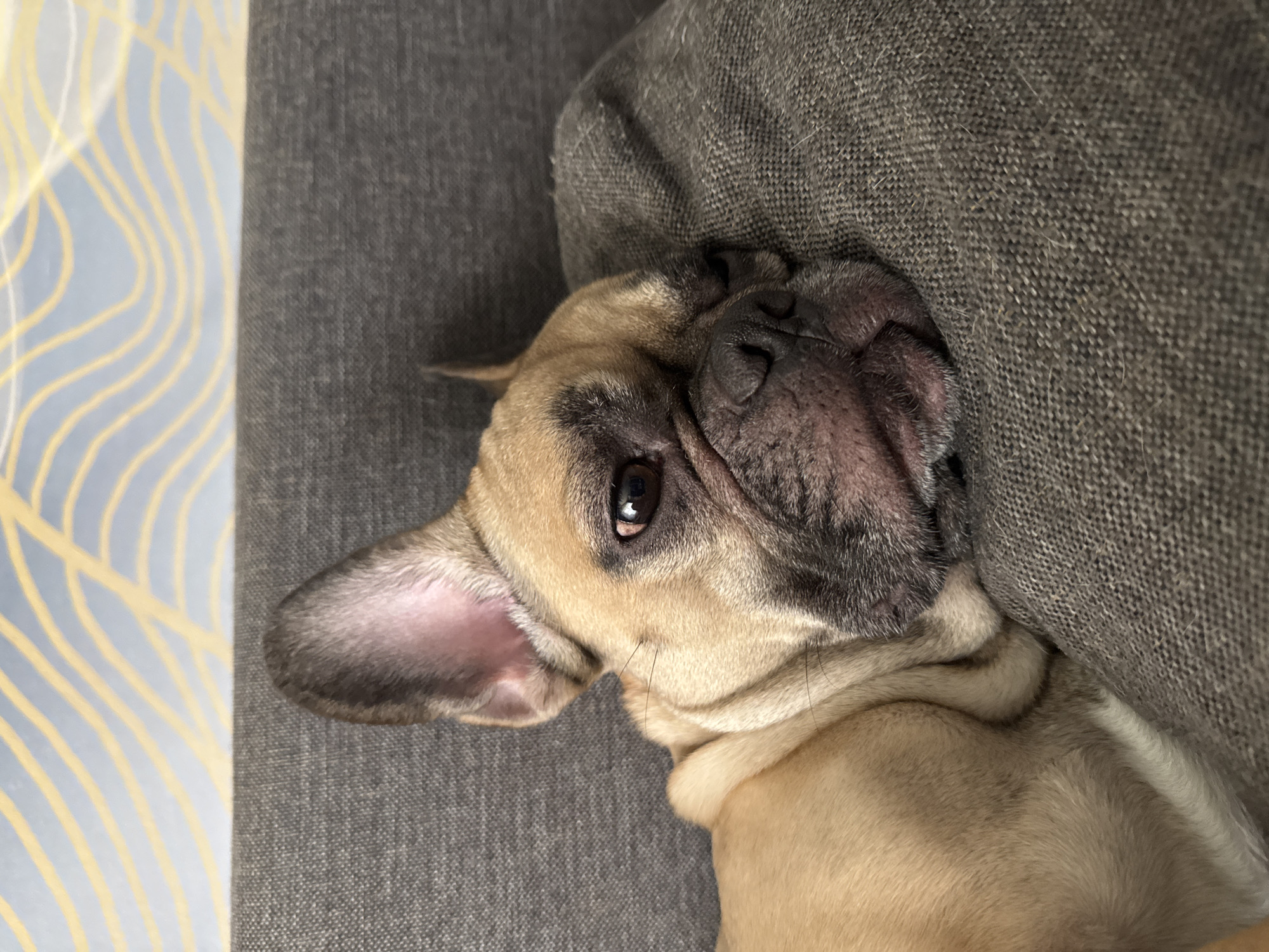 A fawn-colored French bulldog is lying on a grey textured couch, its head resting on a cushion. The dog's left ear is perked up, while its right eye is partially closed, giving it a sleepy appearance. The background features a wall with a light blue wallpaper adorned with wavy gold patterns. The lighting suggests an indoor setting, likely in a residential environment. No specific details indicate a location in Mikhaylovsk, Russia.