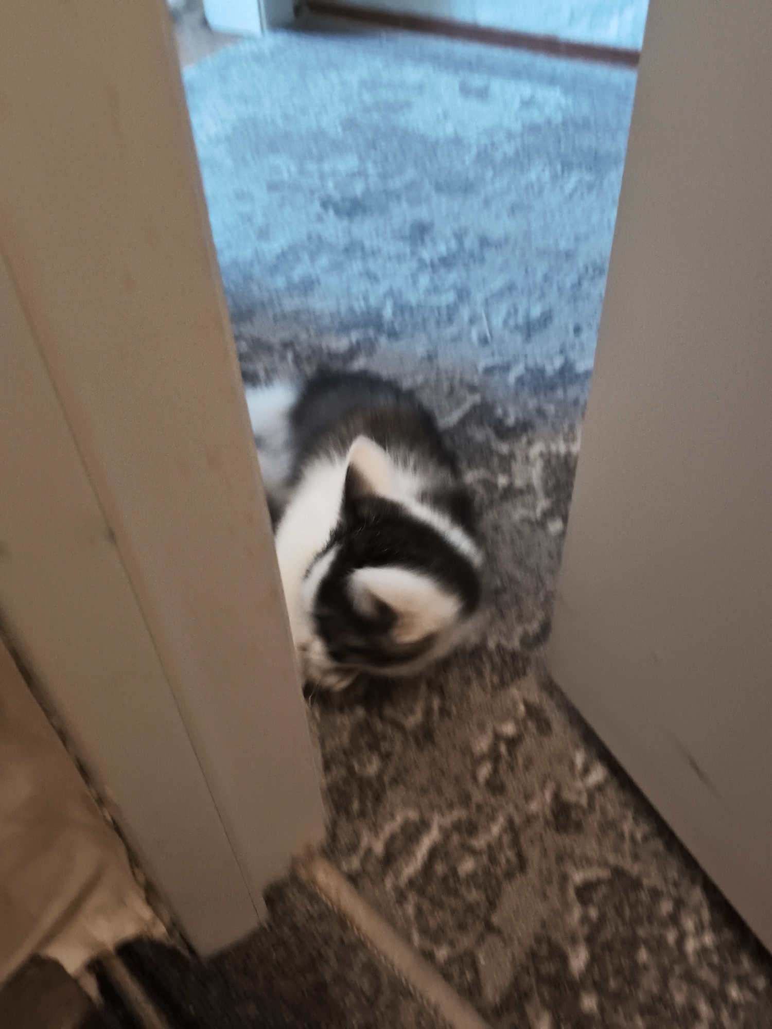 A blurred, slightly out-of-focus photograph taken indoors shows a black and white cat sitting on a patterned rug between the frame of a doorway. The rug has a grey and brown pattern. The doorway is framed by two white doorposts. The location is unknown, and there is no evidence to suggest that it is in the city of Chernushka, Russia.